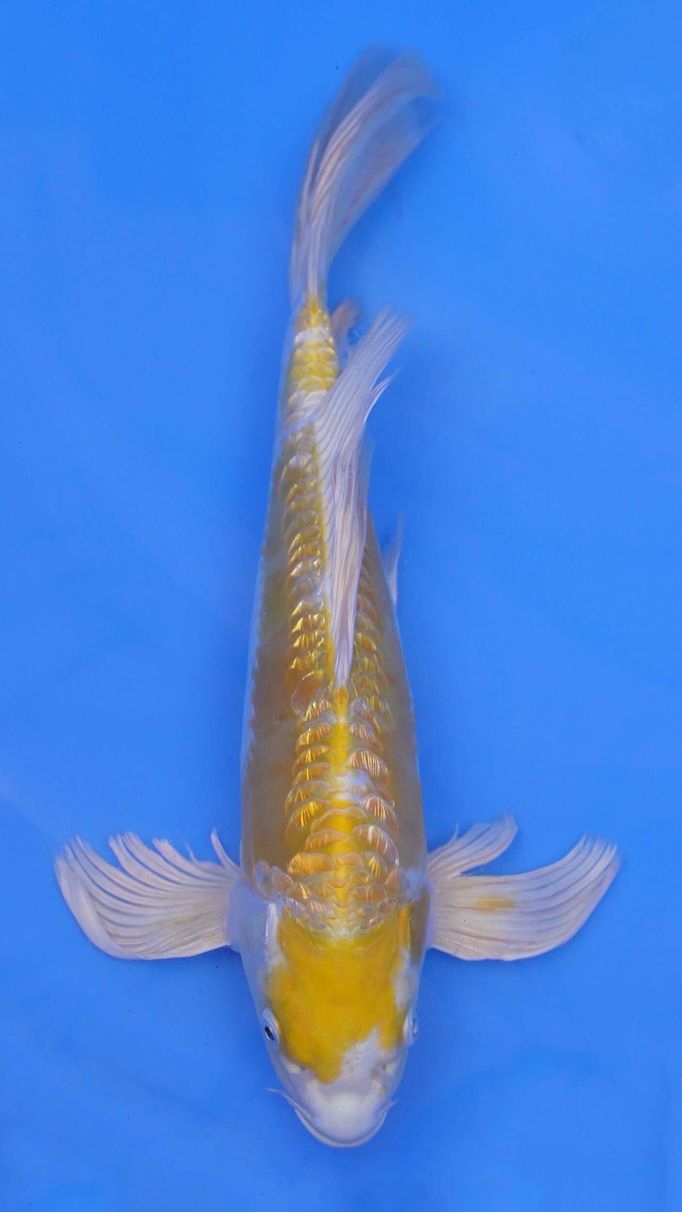 Long Fin Doitsu Hariwake 14 inches - 250143368