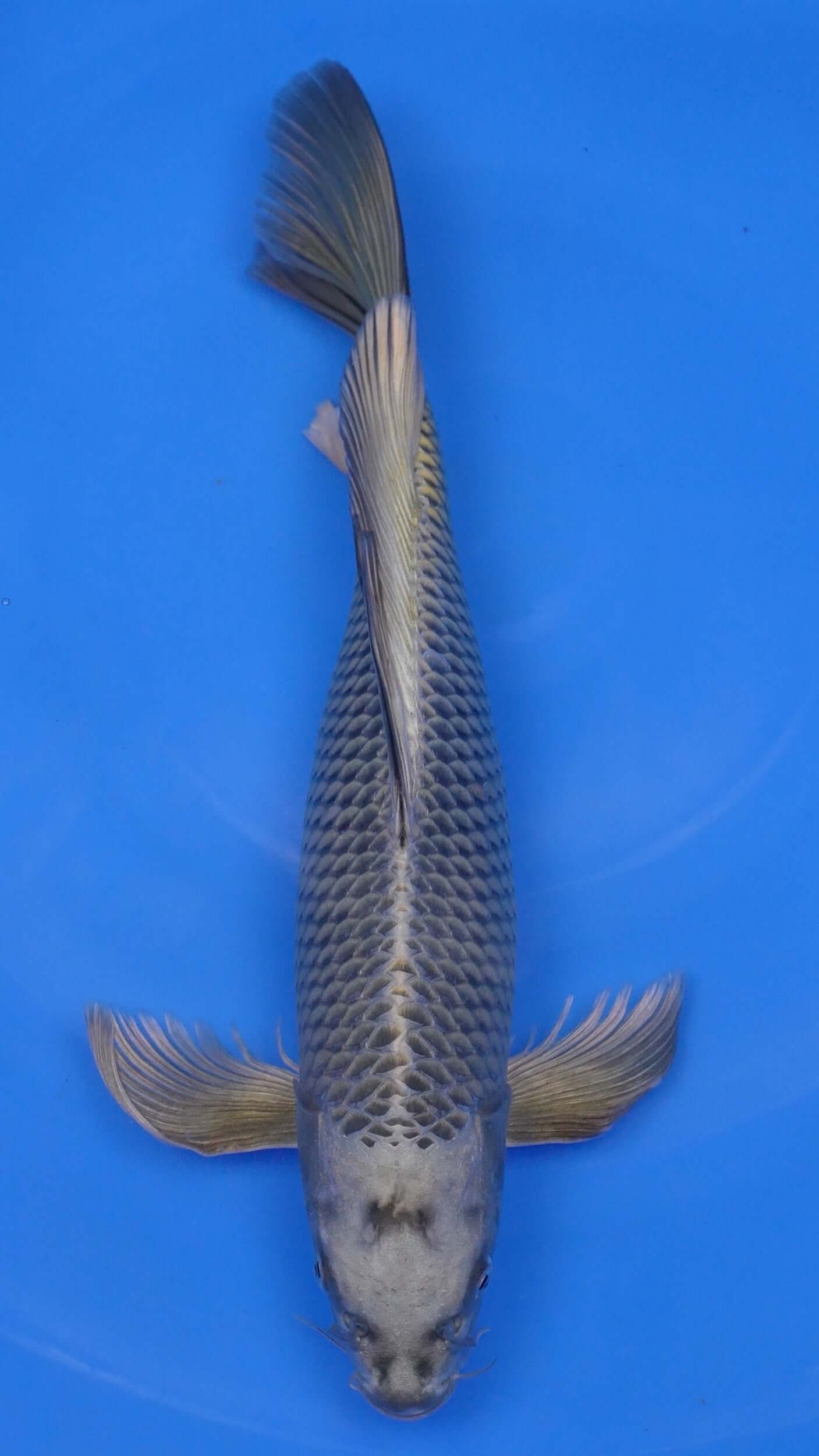Long Fin Mukashi Ogon 18 inches - 250143369