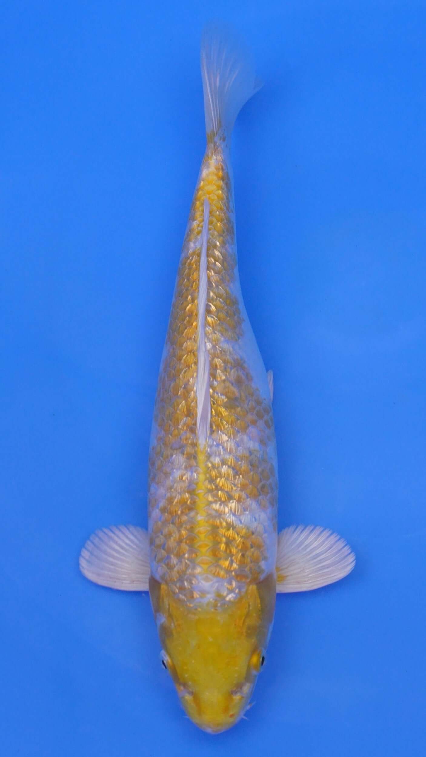 Gin Rin Hariwake 13 inches - 250143374