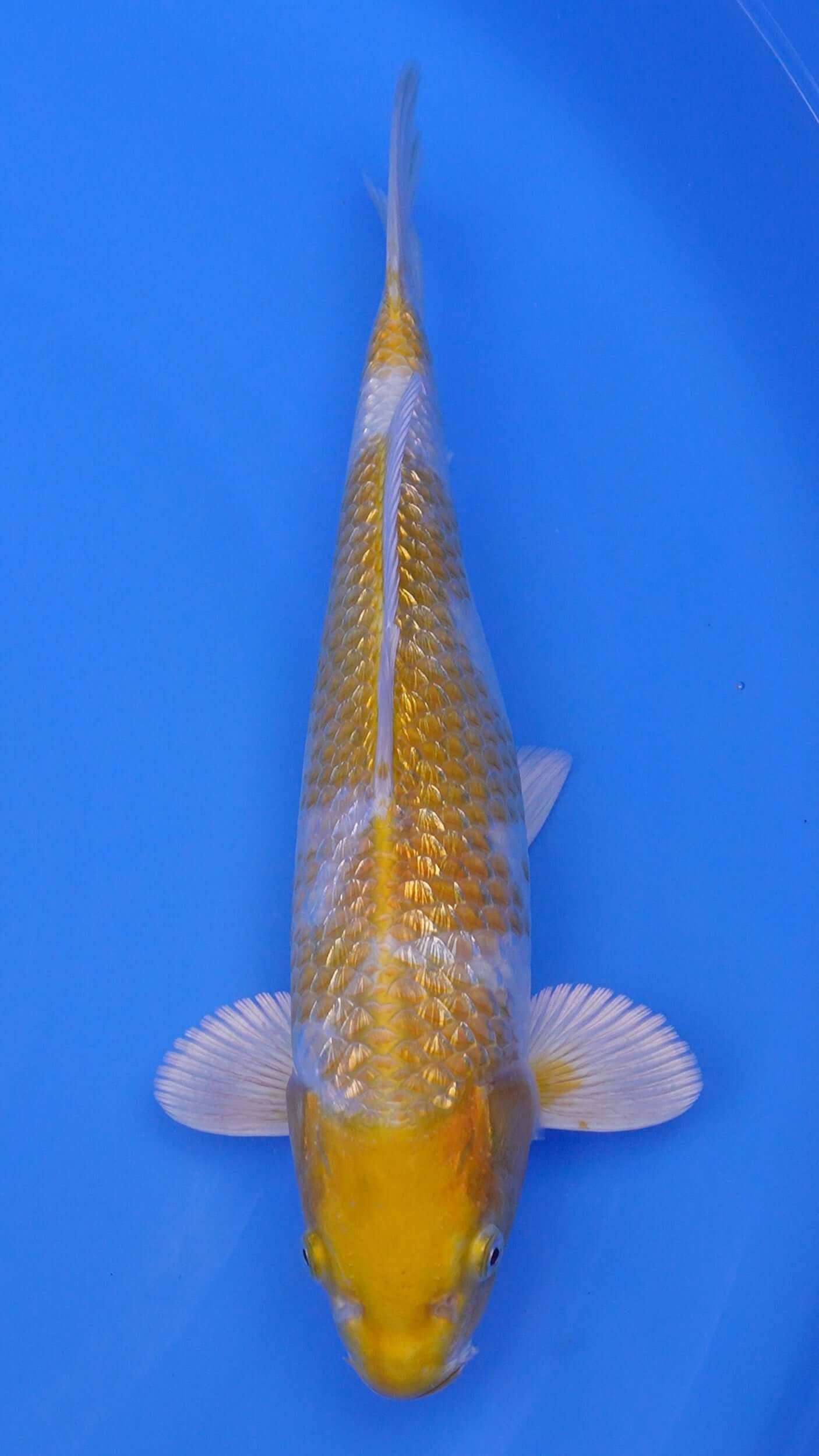 Gin Rin Hariwake 14 inches - 250143375