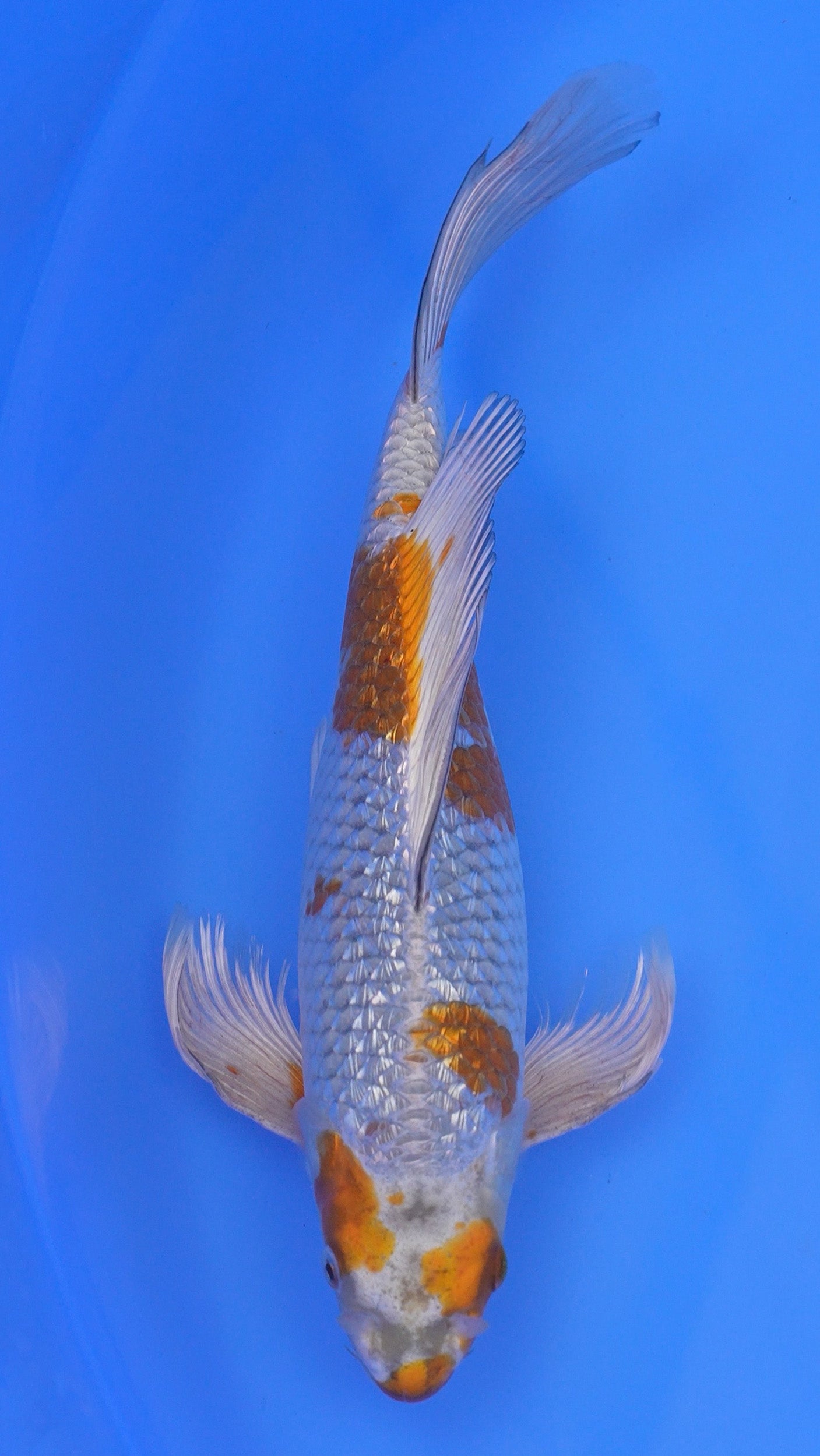 Long Fin Gin Rin Metallic Ochiba 13 inches - 250143381