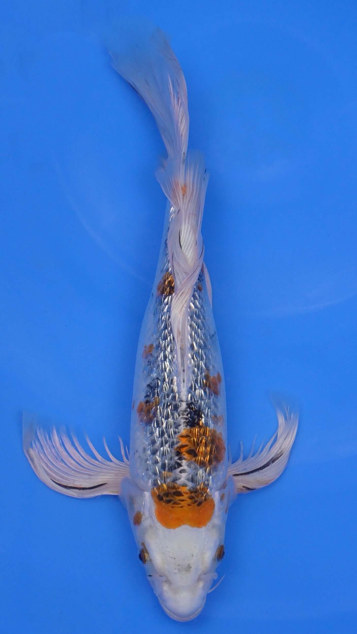 Long Fin Gin Rin Yamato Nishiki 15 inches - 250143382