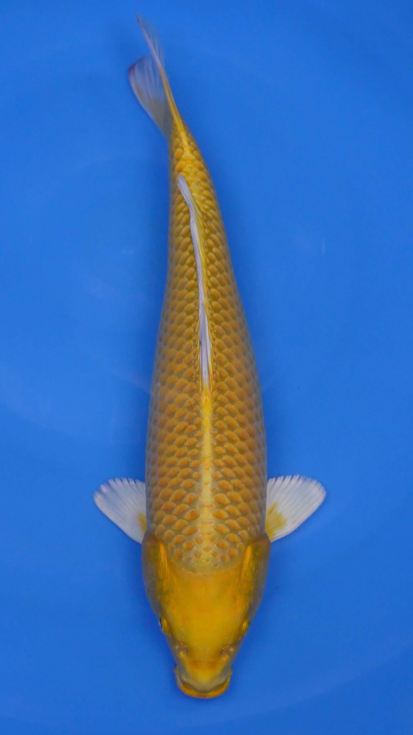 Yamabuki Ogon 17 inches - 250146158