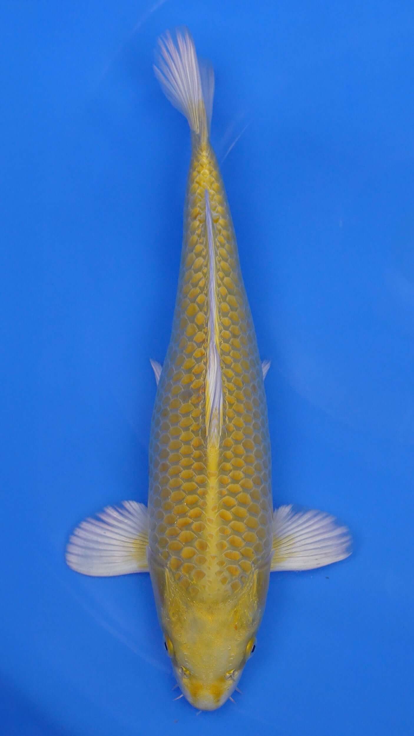 Yamabuki Ogon 16 inches - 250146162
