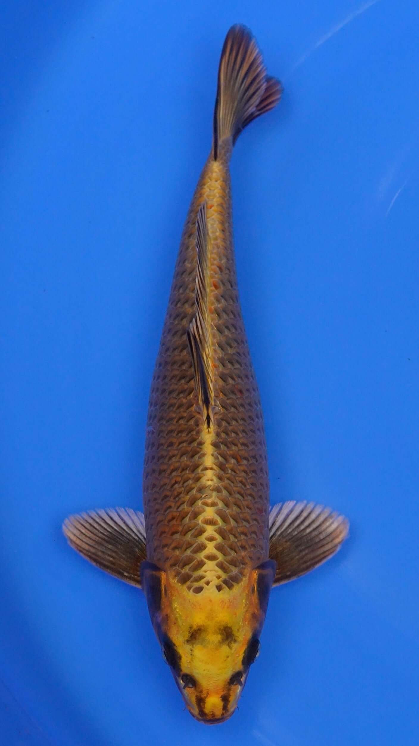 Yellow Ginga 15 inches - 250146166