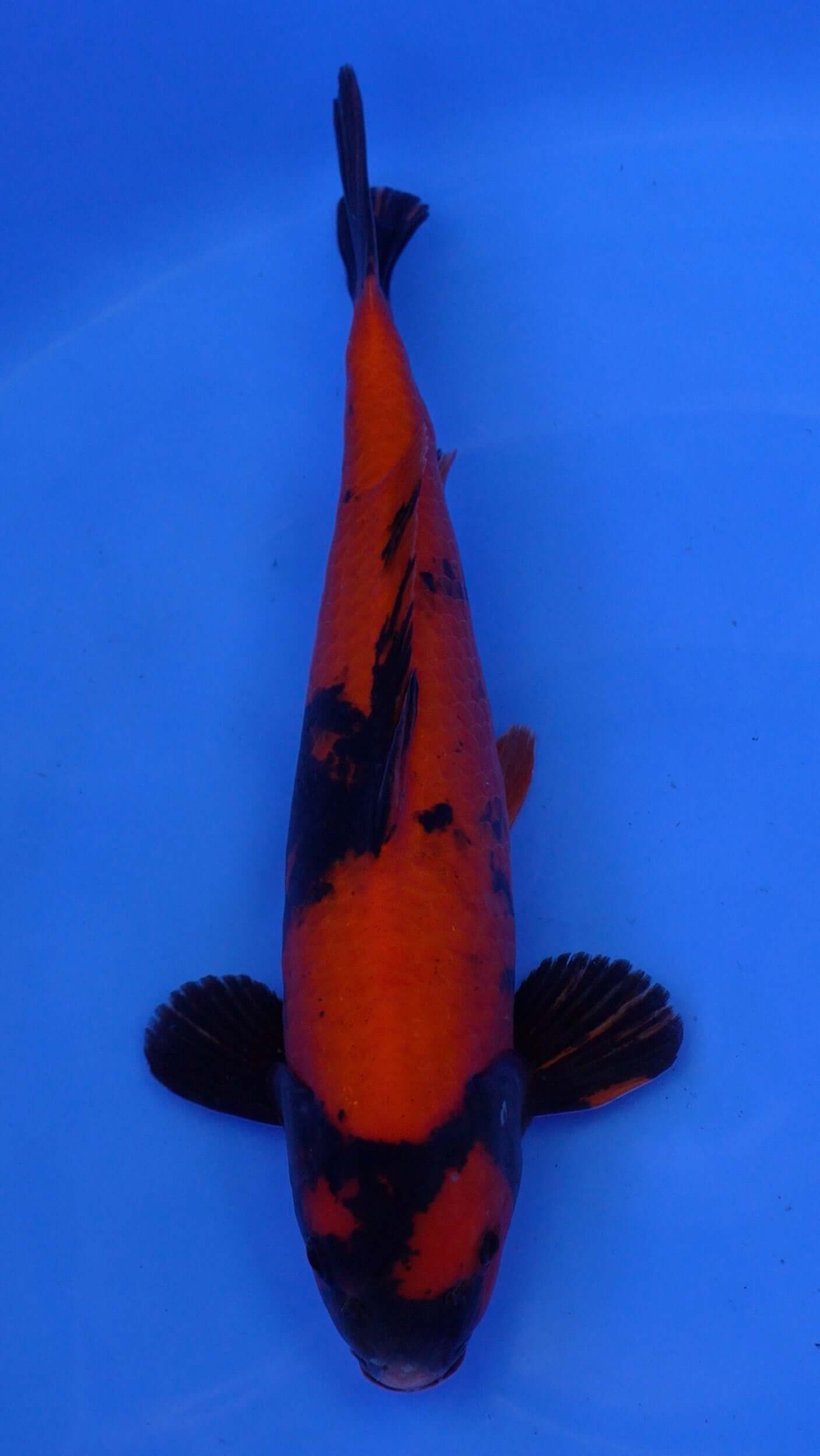 Hi Utsuri 18 inches - 250146211