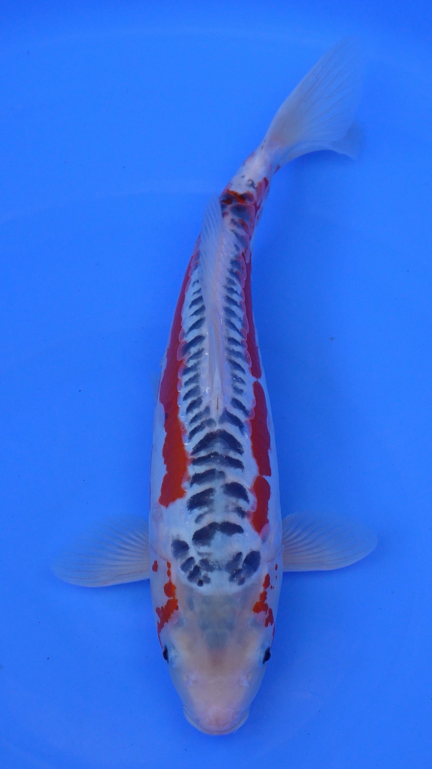 Shusui 17 inches - 250146212