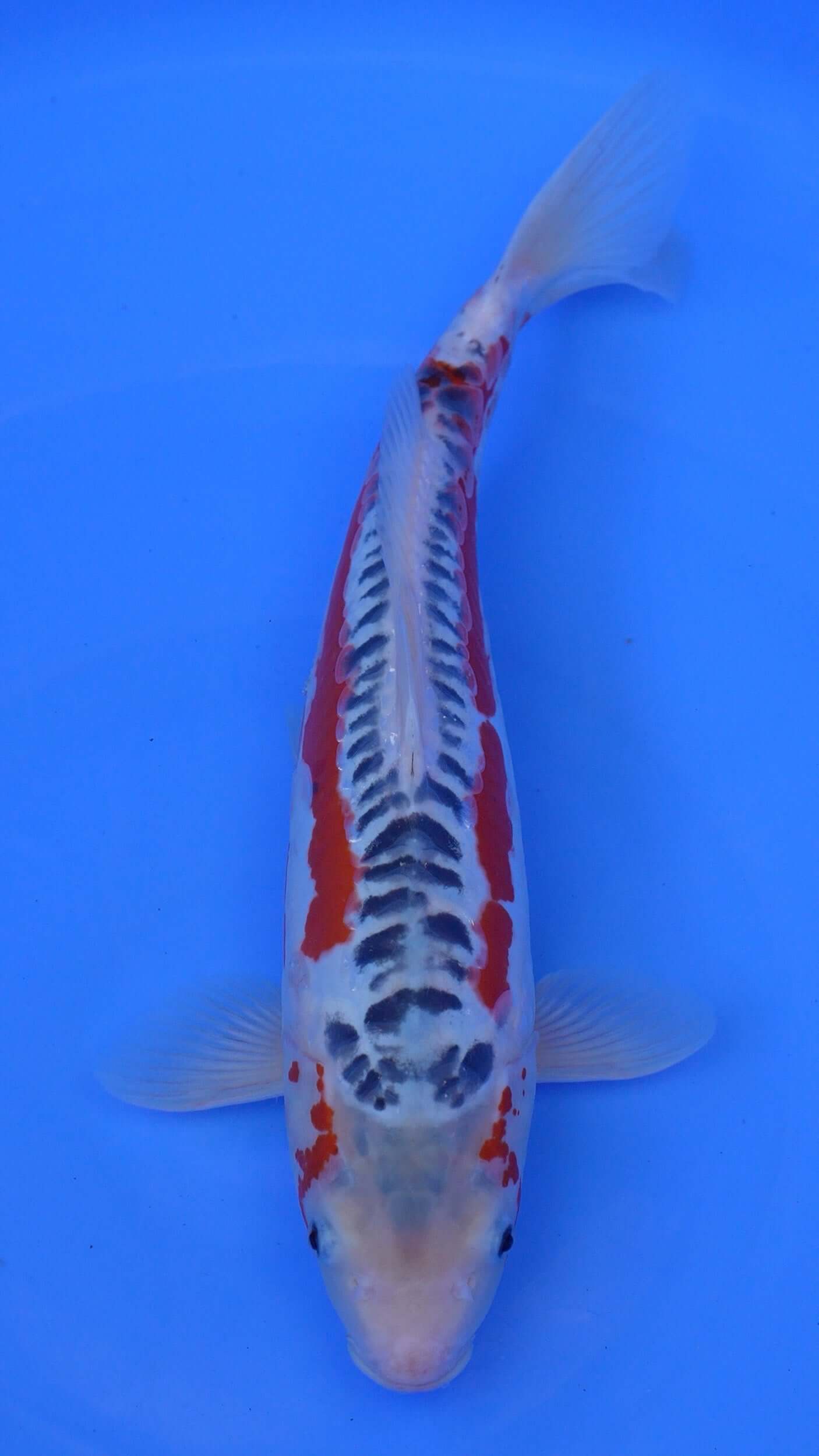 Shusui 17 inches - 250146212