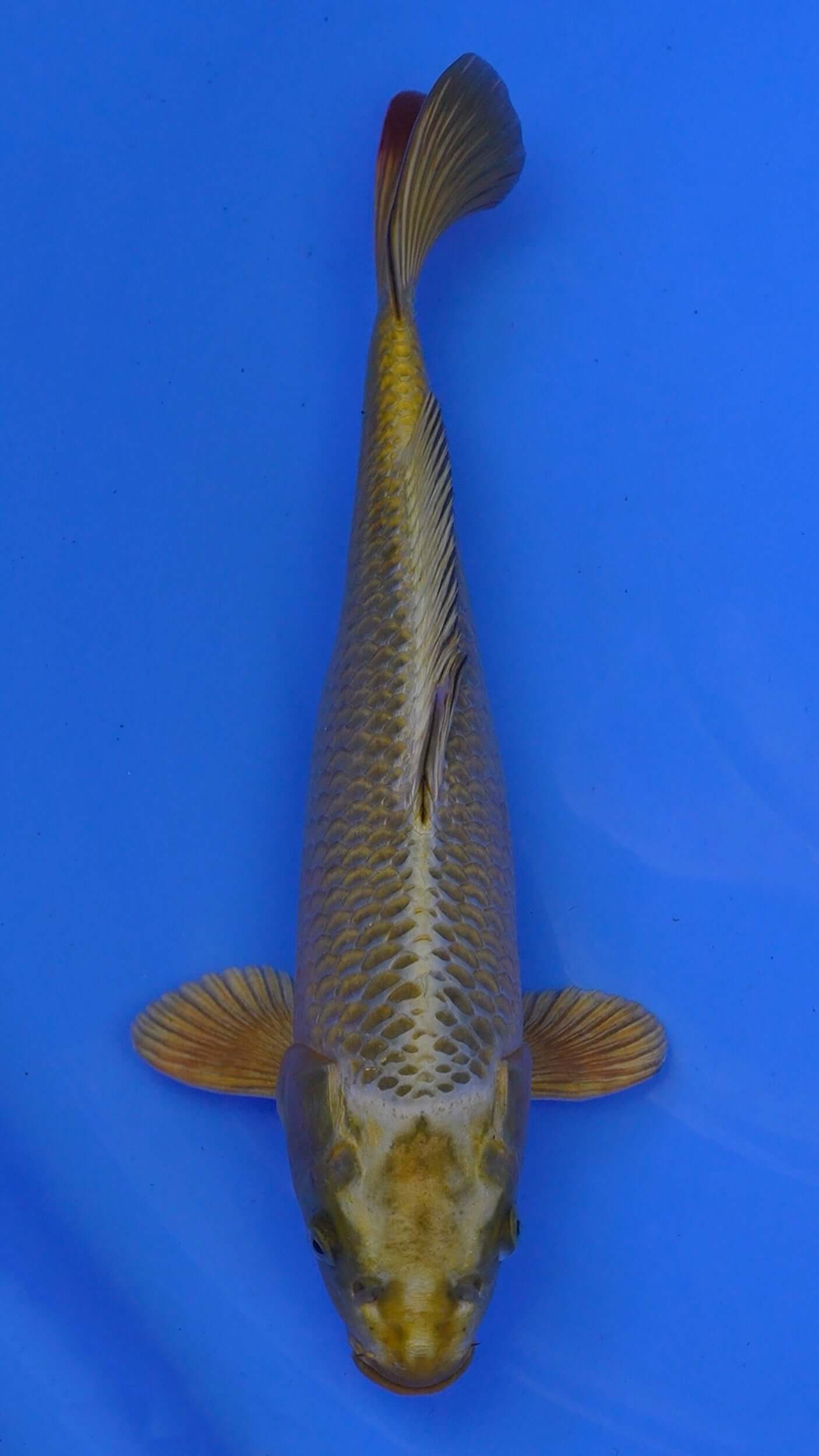 Mukashi Ogon 16 inches - 250146217