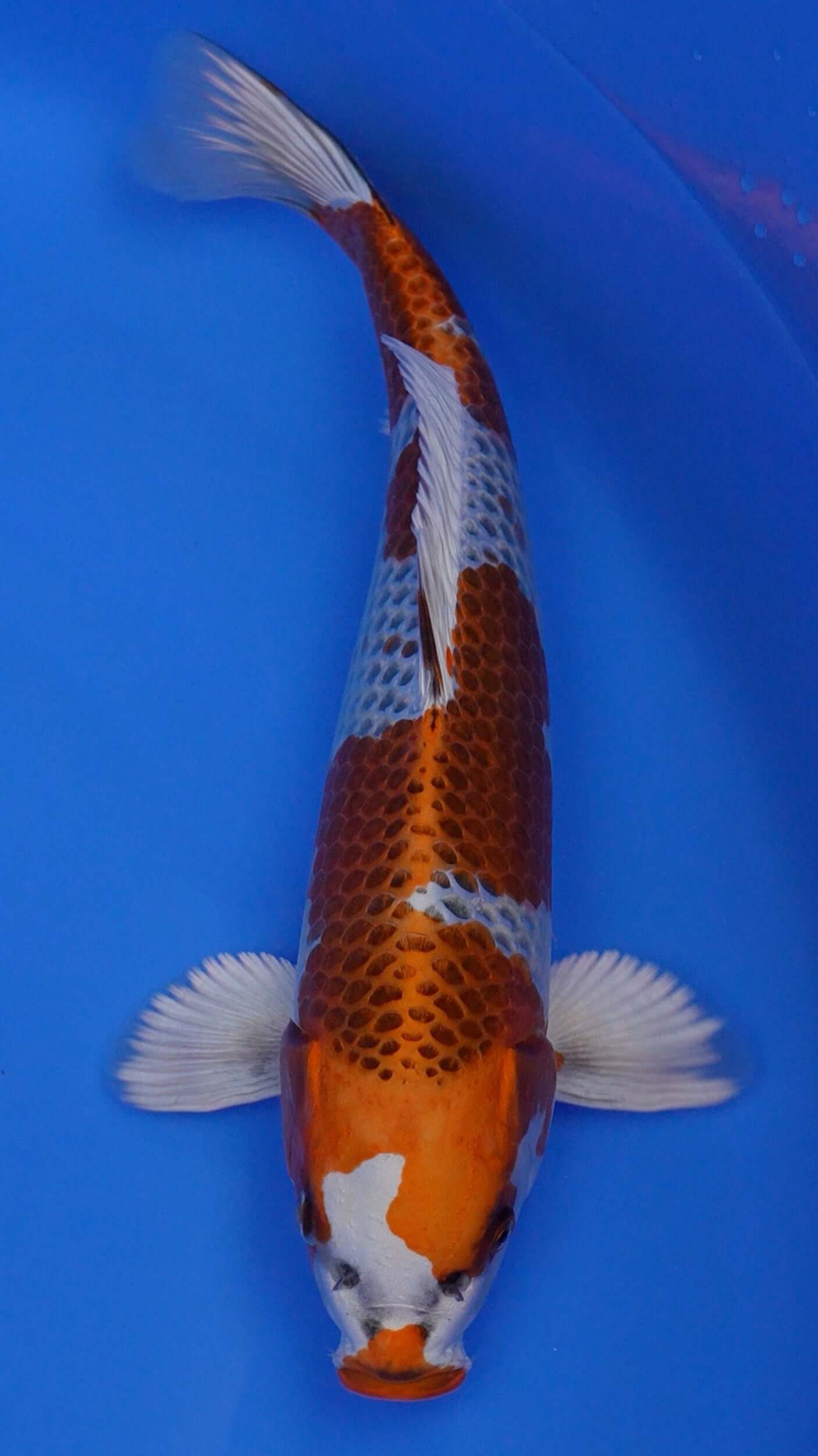 Kujaku 15 inches - 250153005