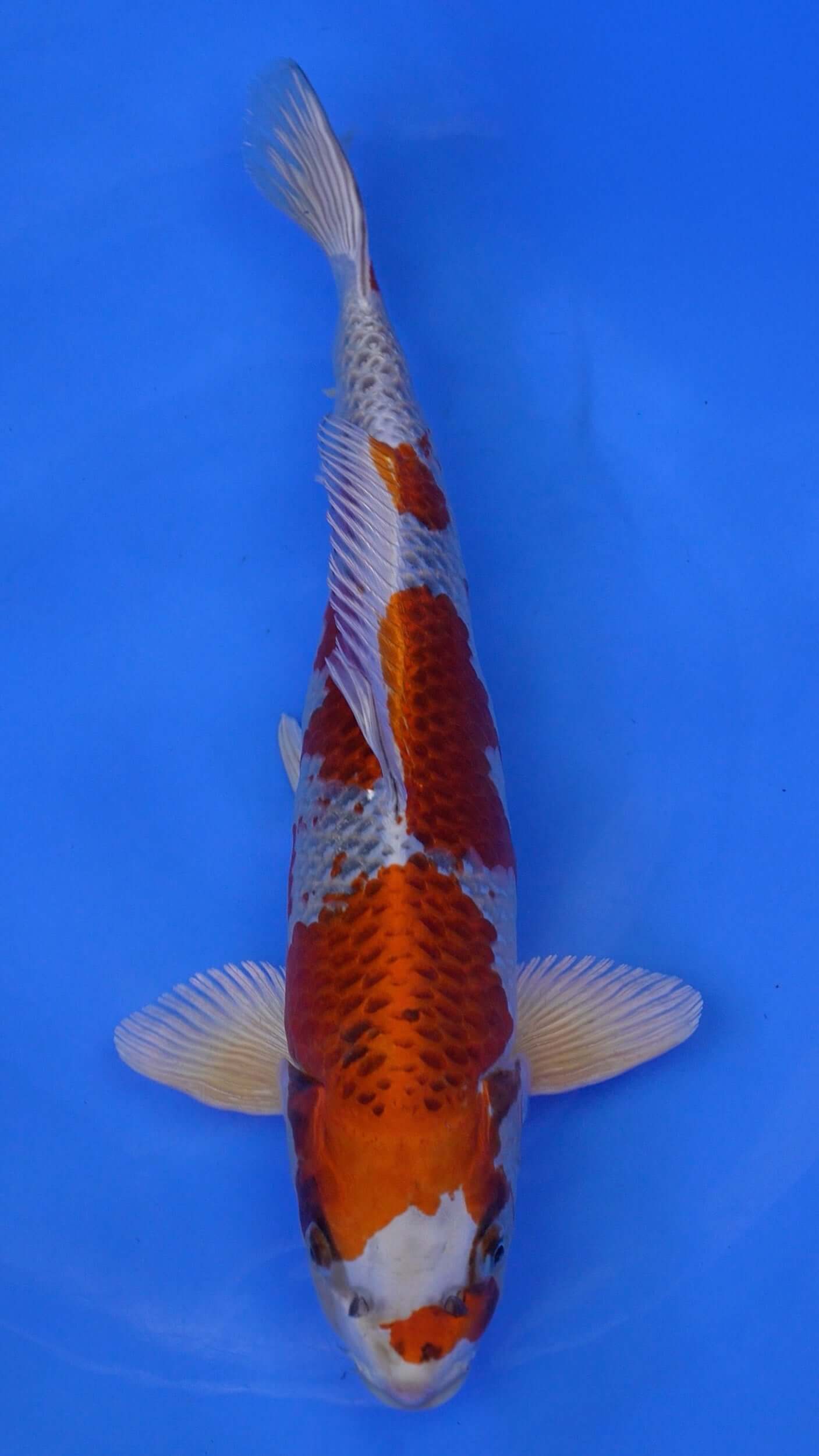 Kujaku 18 inches - 250166099