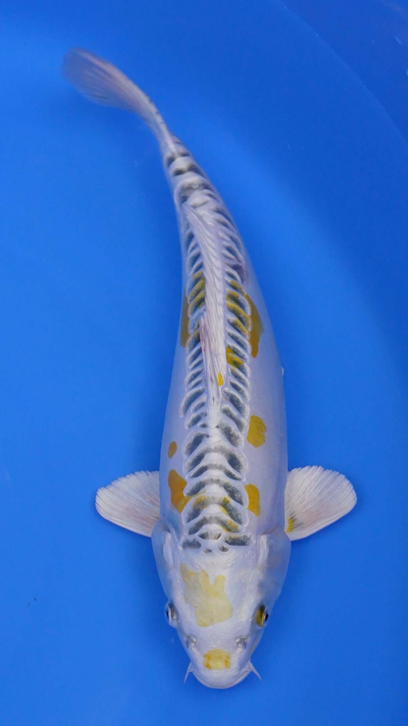 Yellow Dragon 17 inches - 250166421
