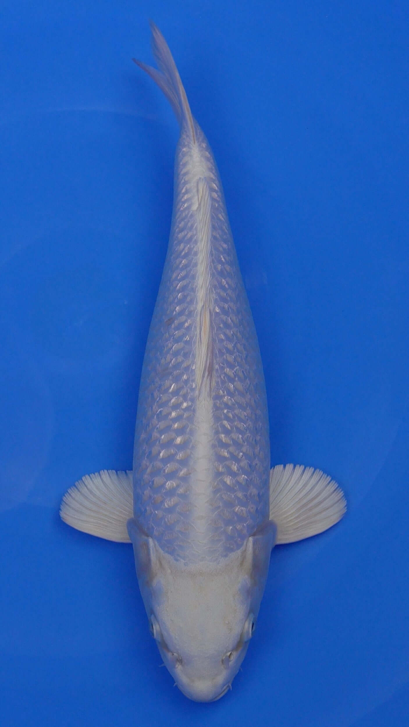 Gin Rin Platinum Ogon 17 inches - 250191108