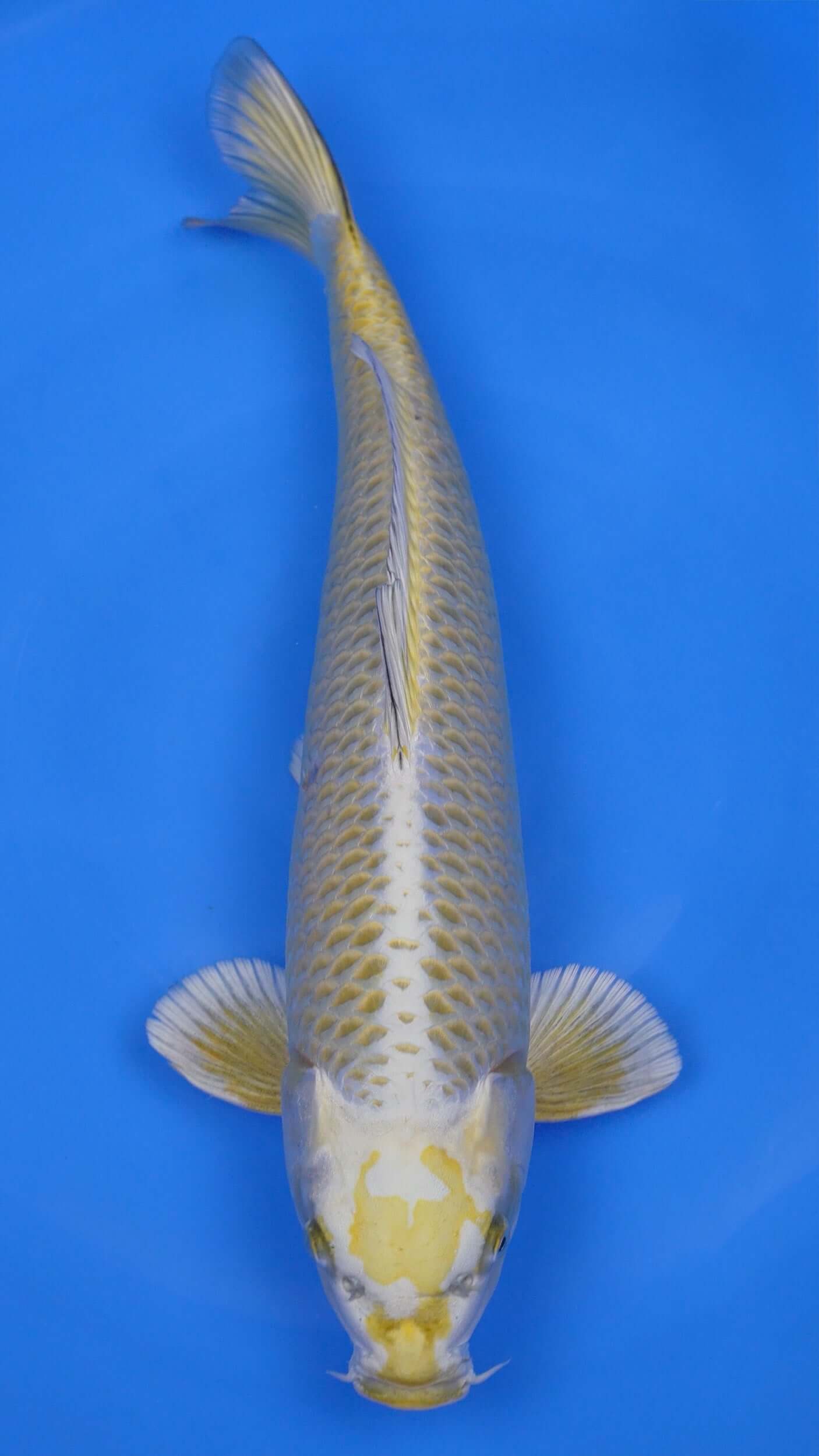 Kawari Matsuba 20 inches - 250194325