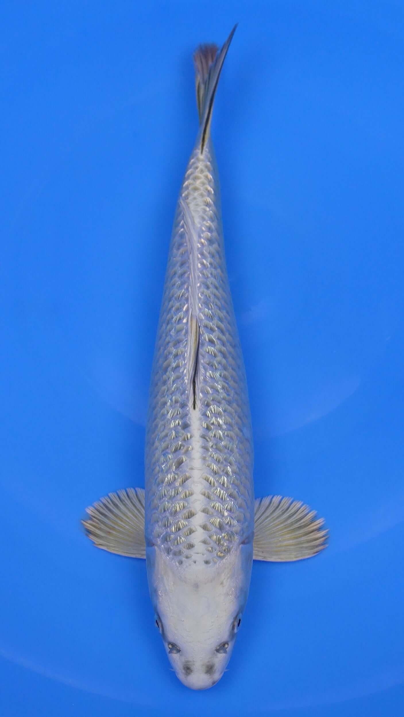 Gin Rin Mukashi Ogon 18 inches - 250194329