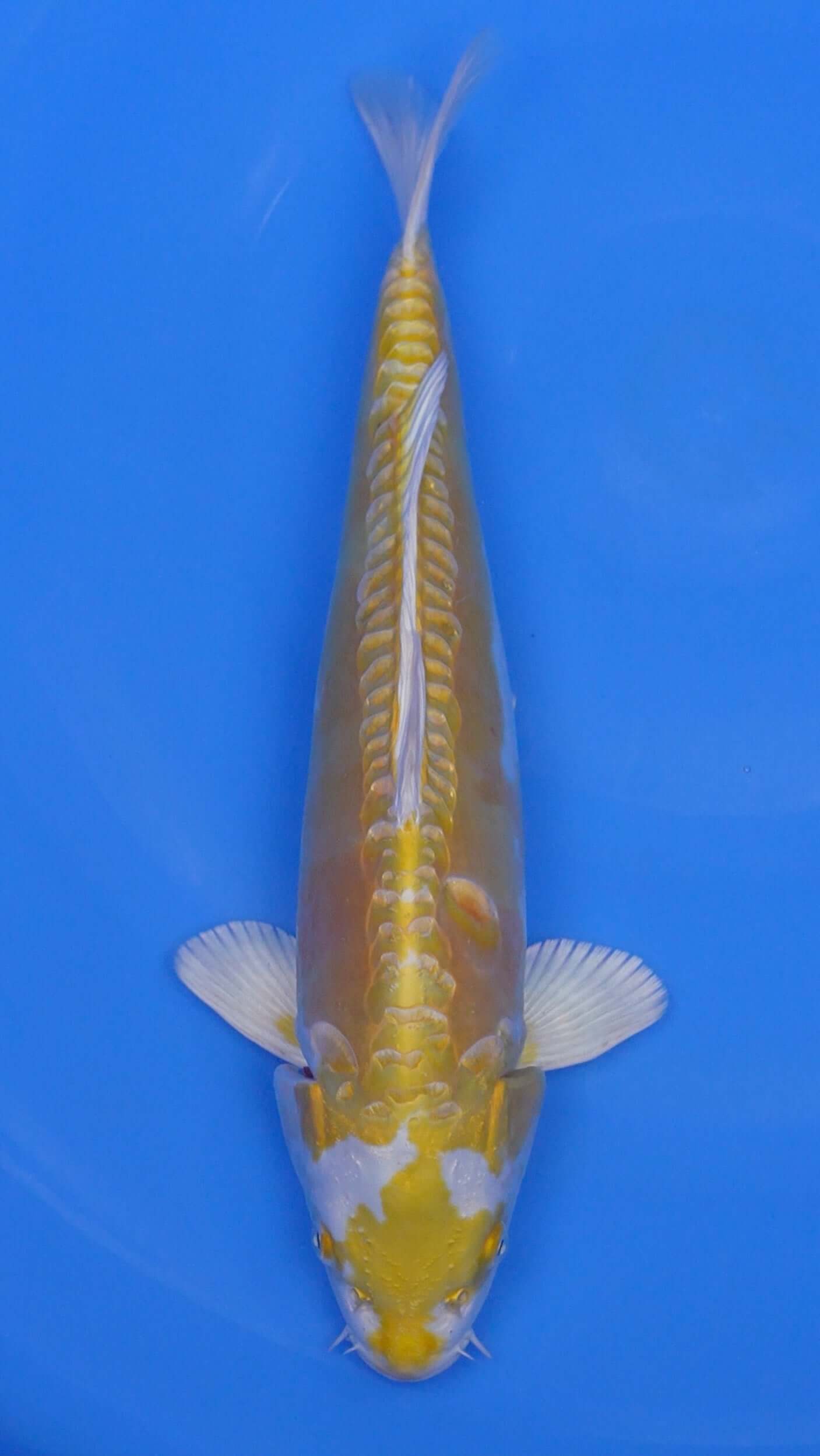 Doitsu Hariwake 16 inches - 250199175