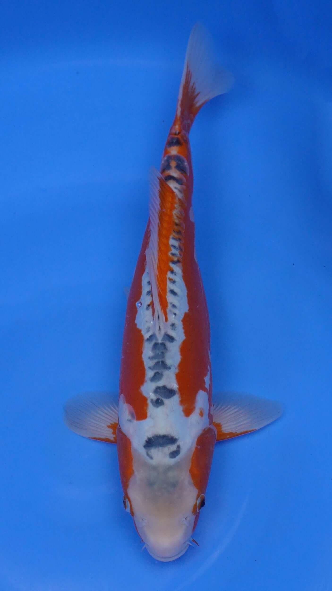 Shusui 17 inches - 250204028