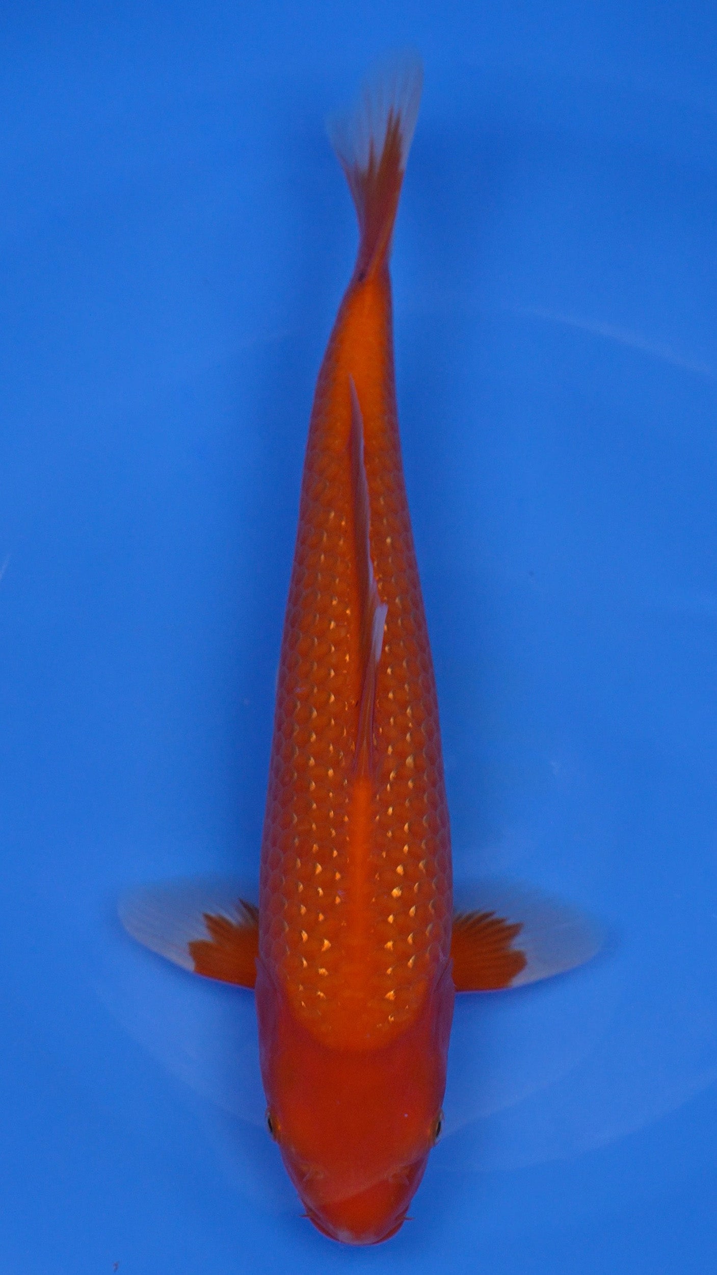 Pearl Gin Rin Benigoi 14 inches - 250204405