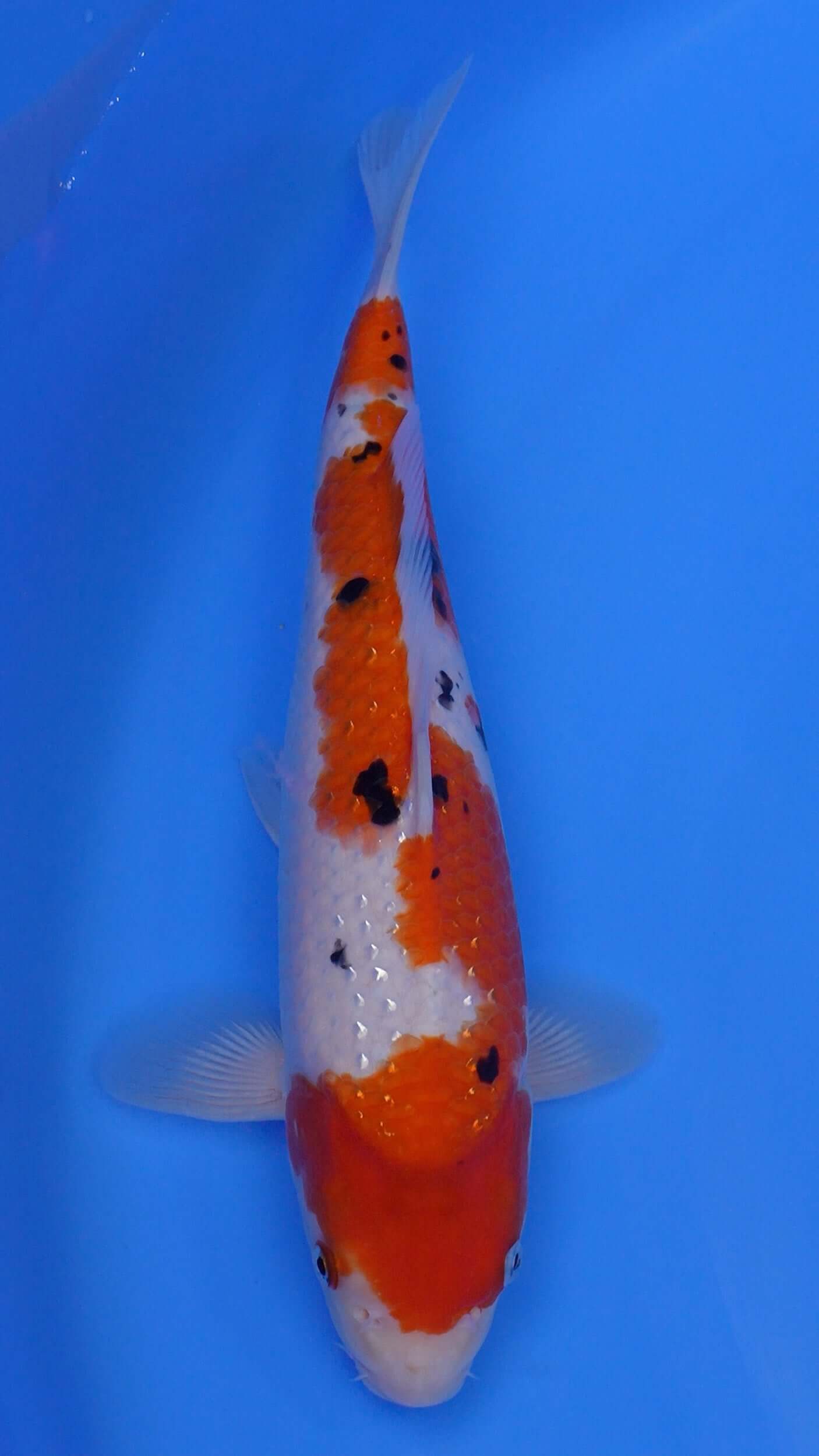 Pearl Gin Rin Sanke 14 inches - 250204406