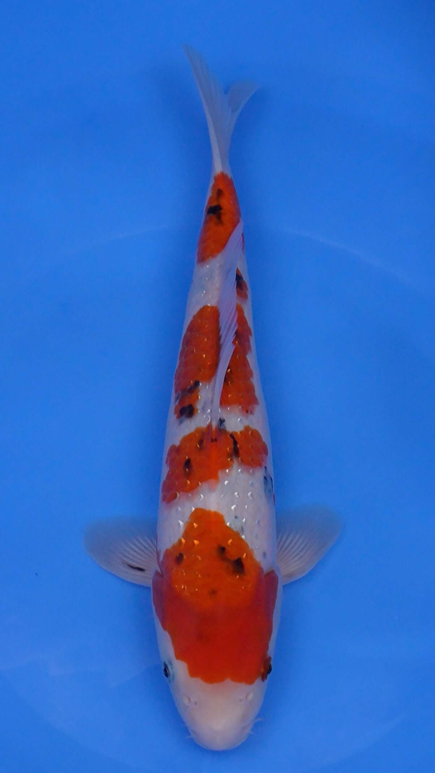 Pearl Gin Rin Sanke 14 inches - 250204407