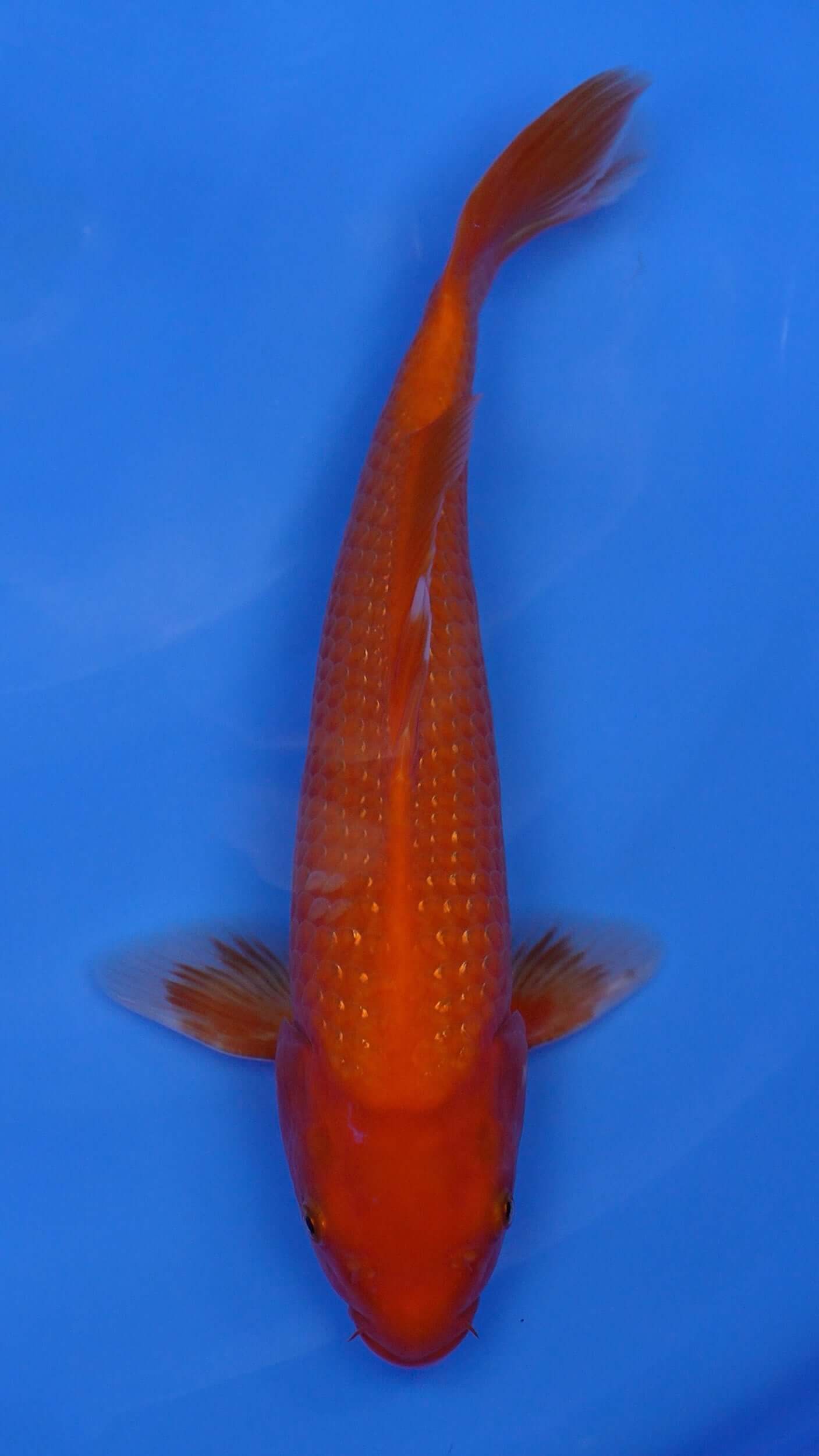 Pearl Gin Rin Benigoi 14 inches - 250204410