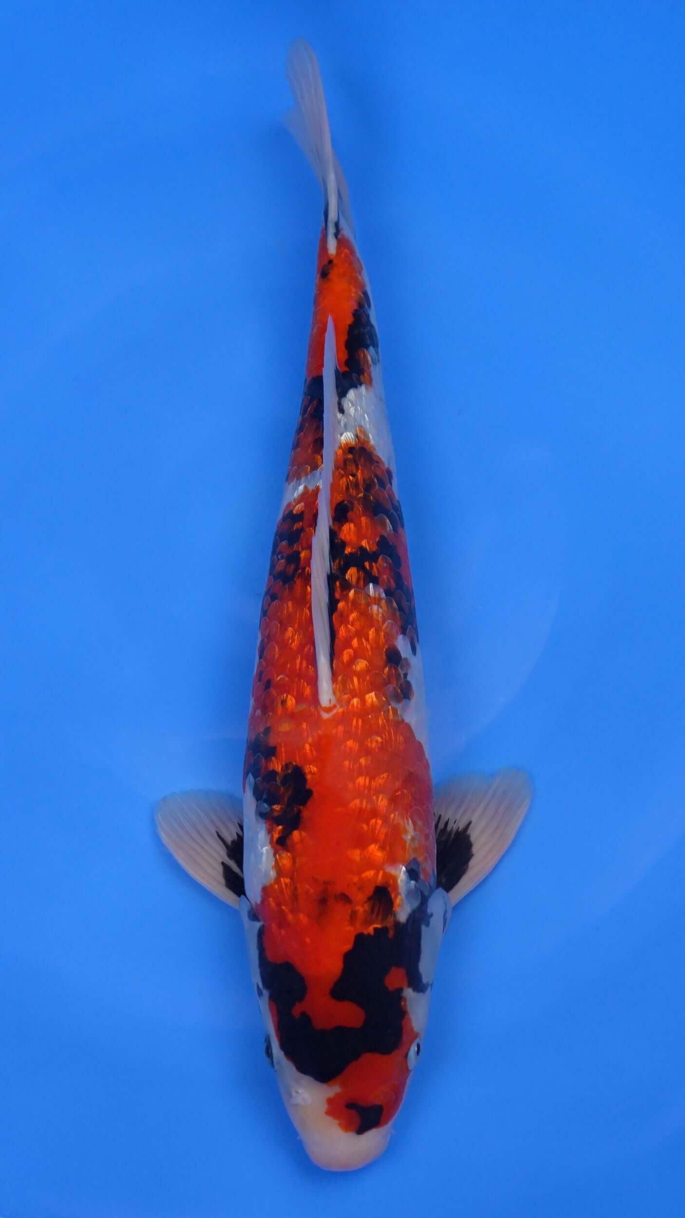 Gin Rin Showa 19 inches - 250225182