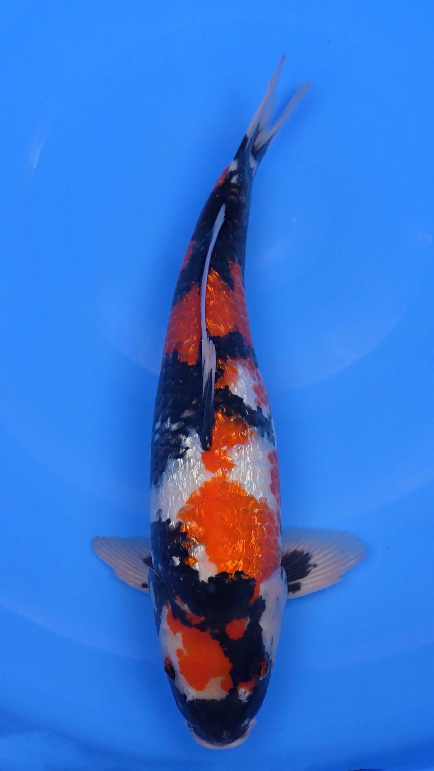Gin Rin Showa 18 inches - 250225184