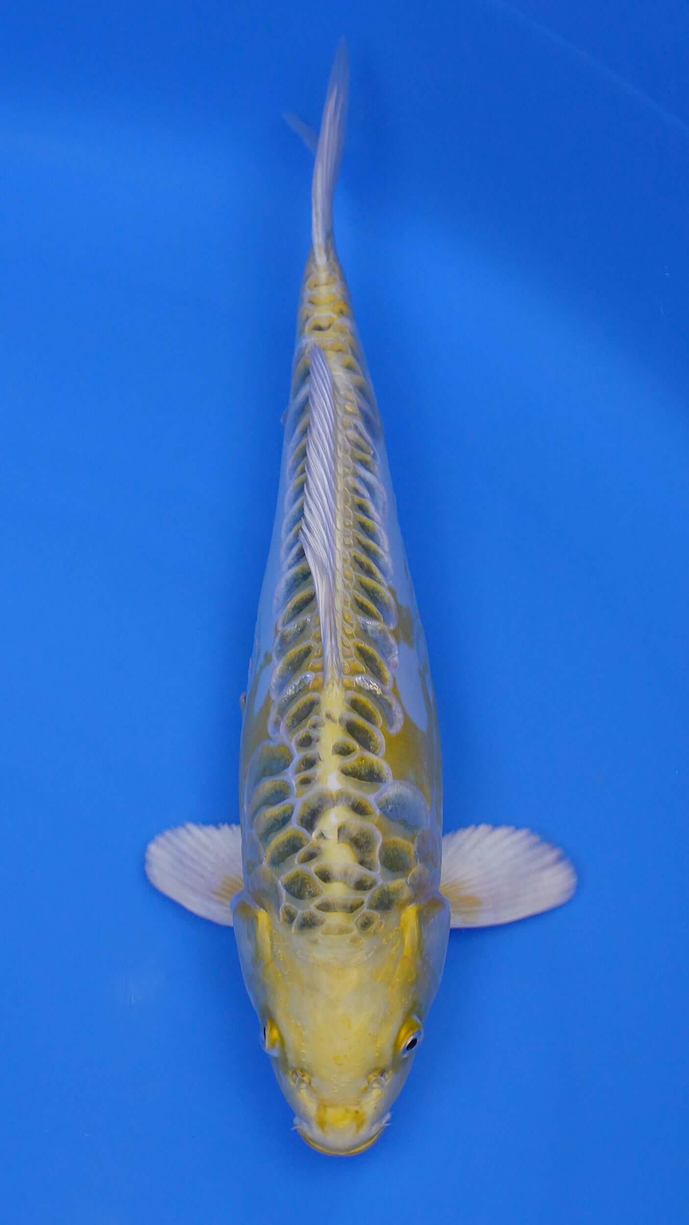 Yellow Dragon 15 inches - 250243431