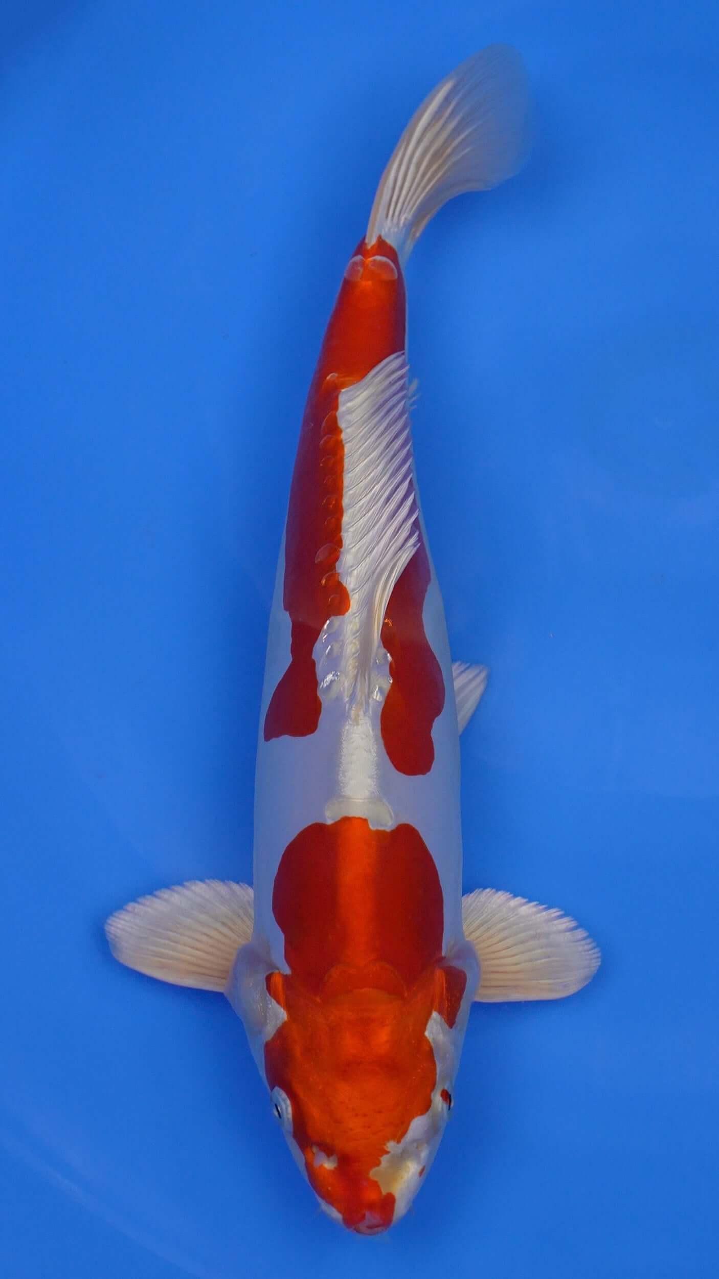 Kikusui 14 inches - 250243432