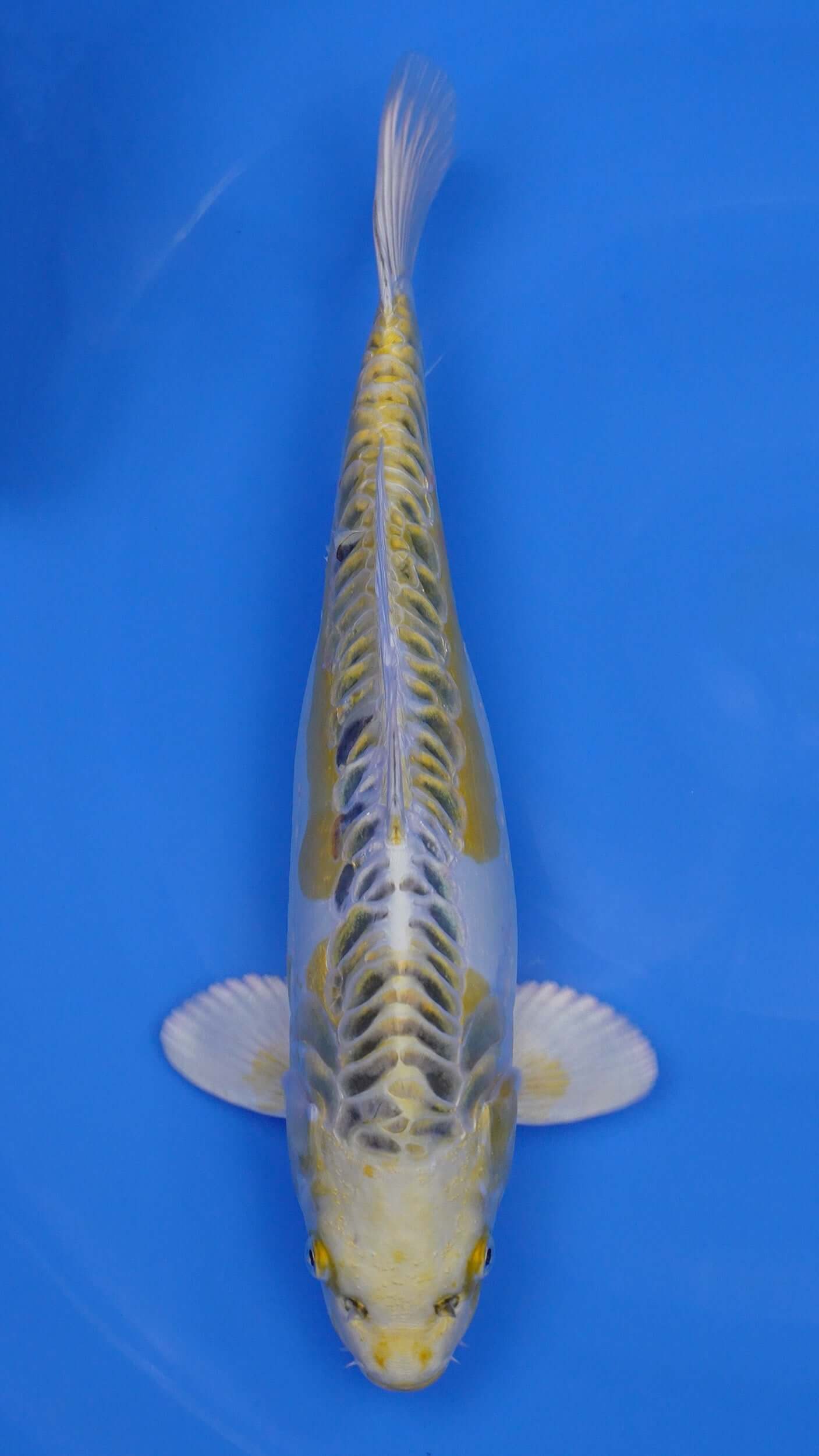 Yellow Dragon 16 inches - 250243434