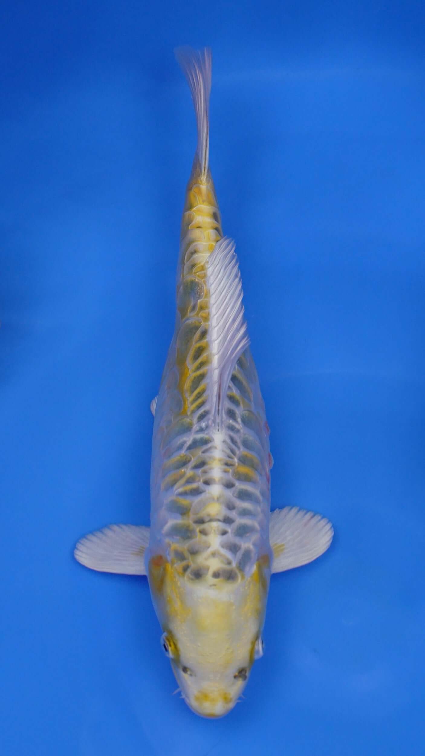 Yellow Dragon 15 inches - 250243435
