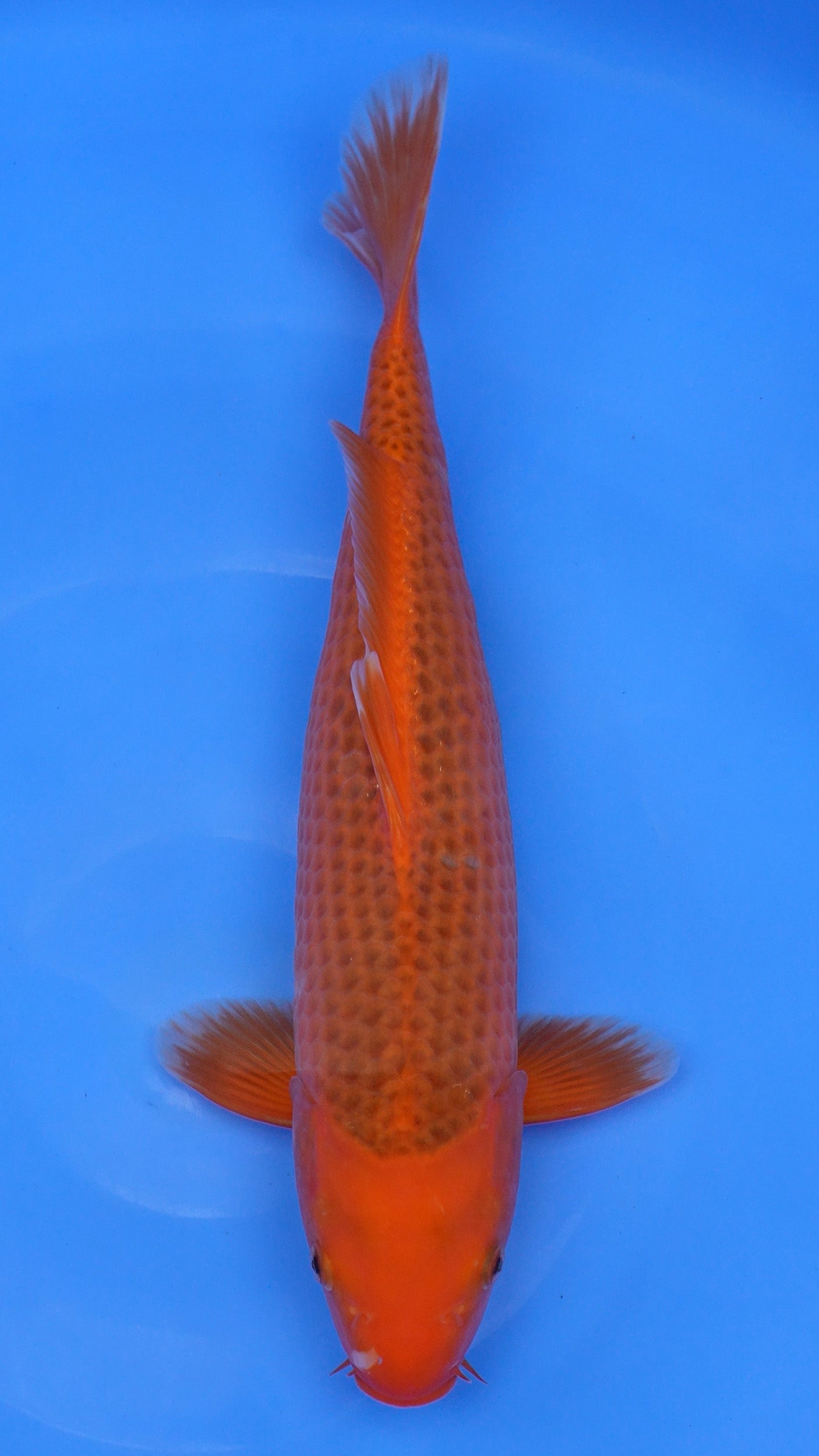 Aka Matsuba 17 inches - 250253199