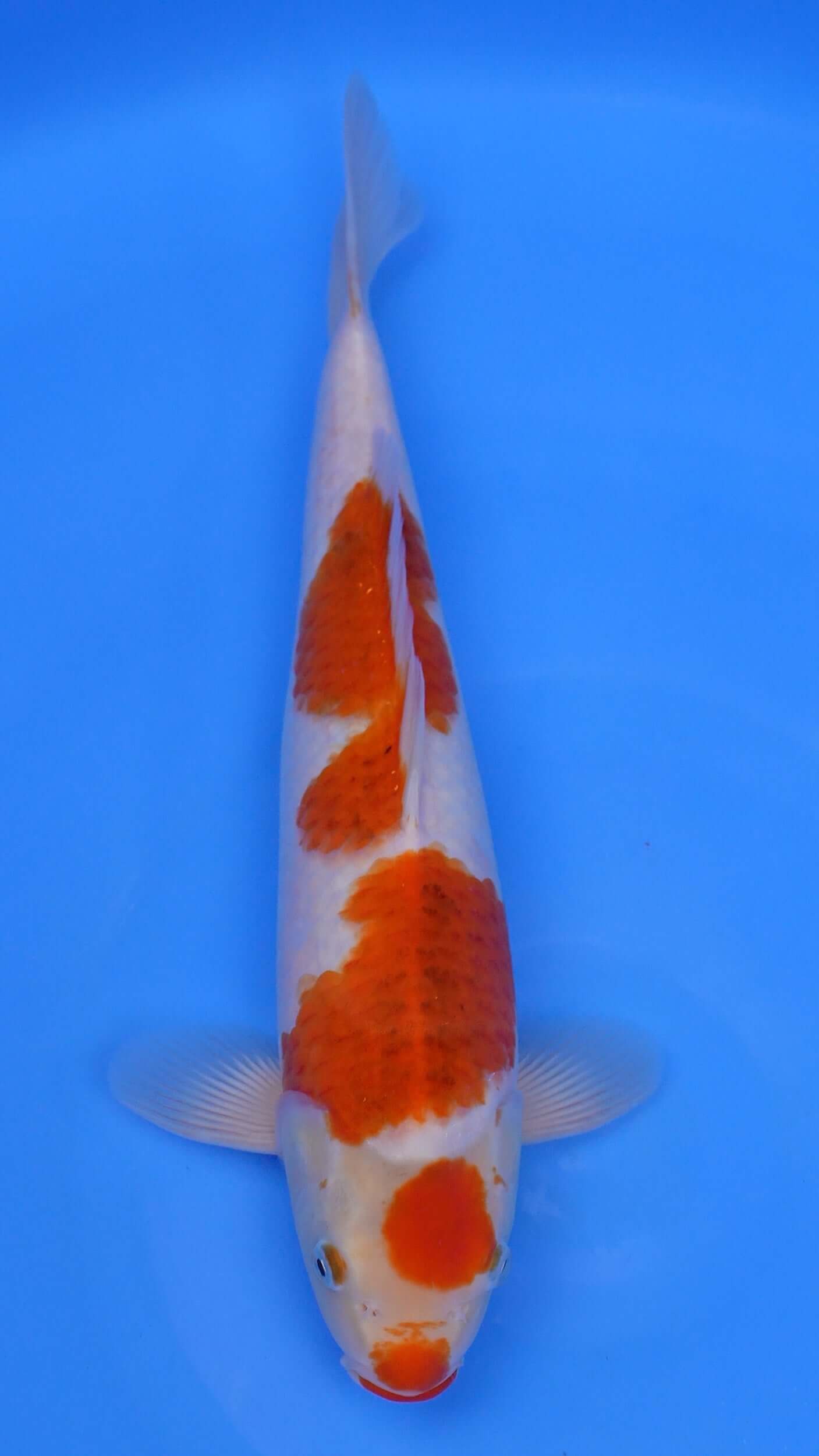 Ai Goromo 16 inches - 250253201