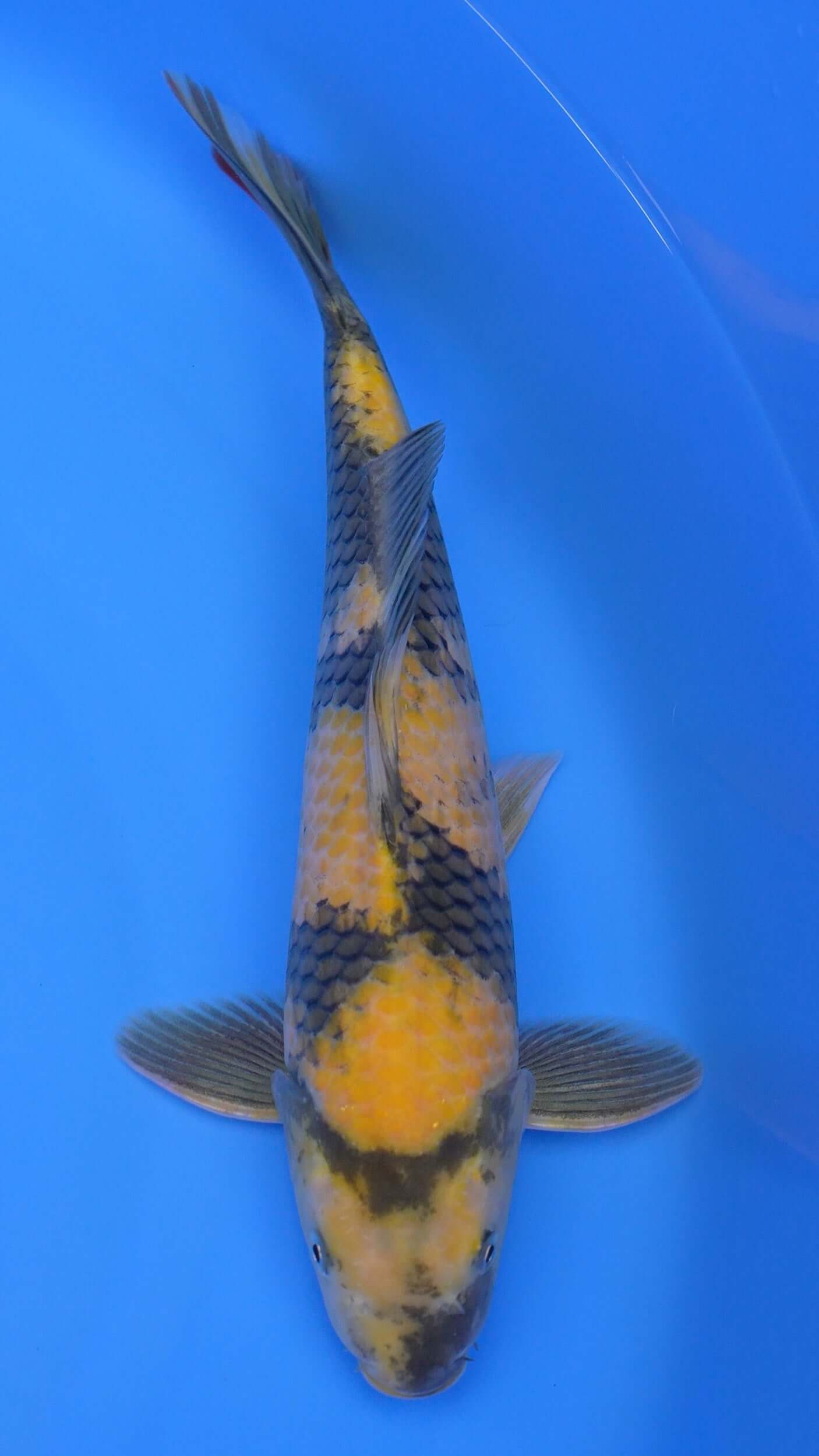 Ki Utsuri 16 inches - 250330400