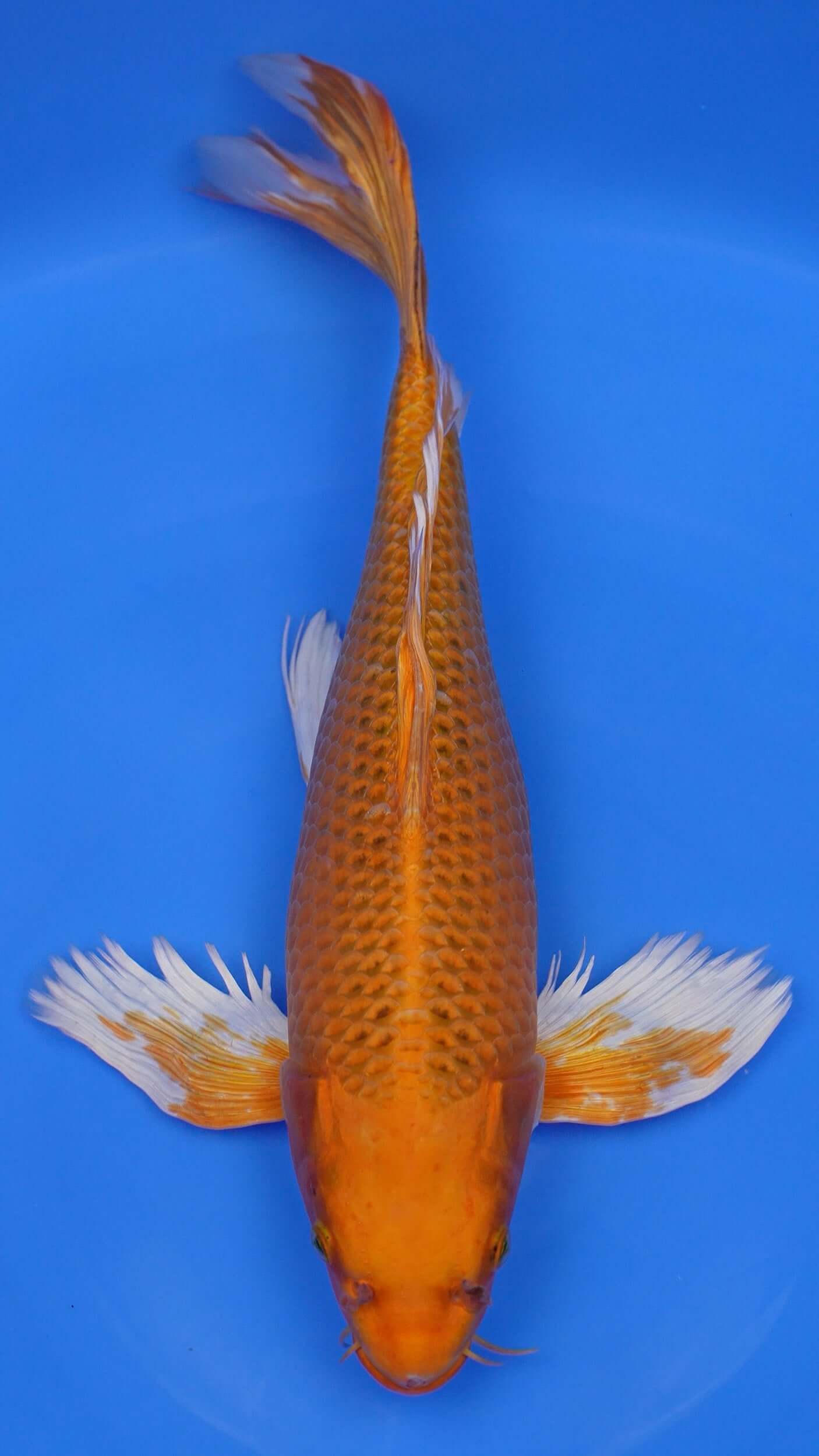Long Fin Metallic Kin Matsuba 20 inches - 250332354