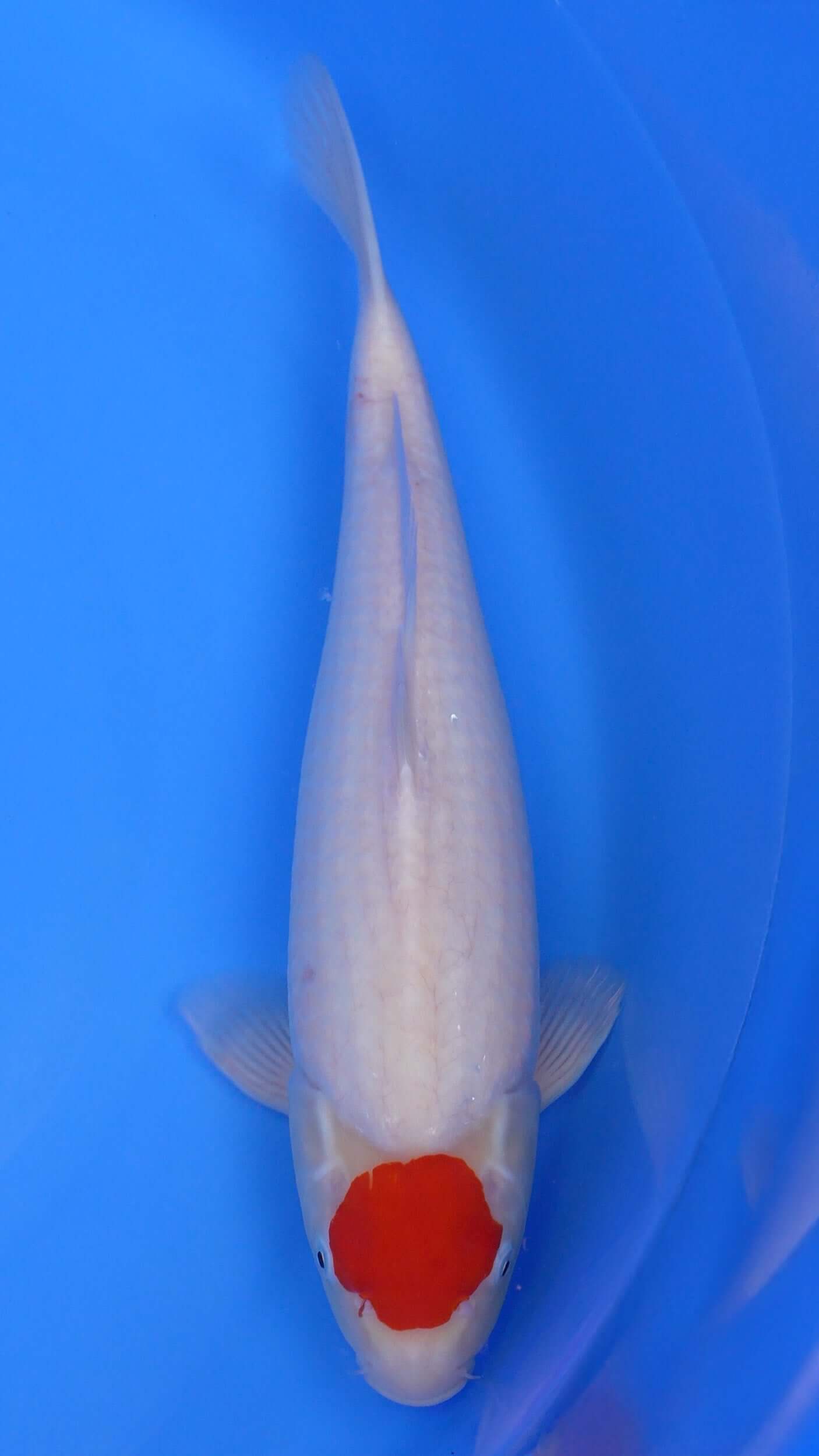 Tancho Kohaku 18 inches - 250345051