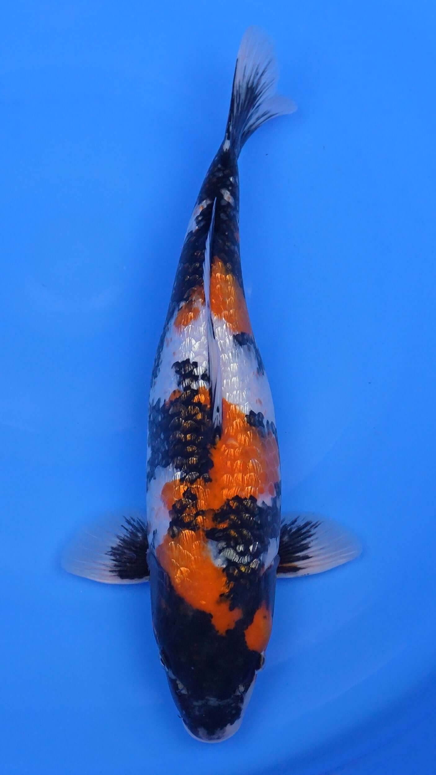 Gin Rin Showa 18 inches - 250345277
