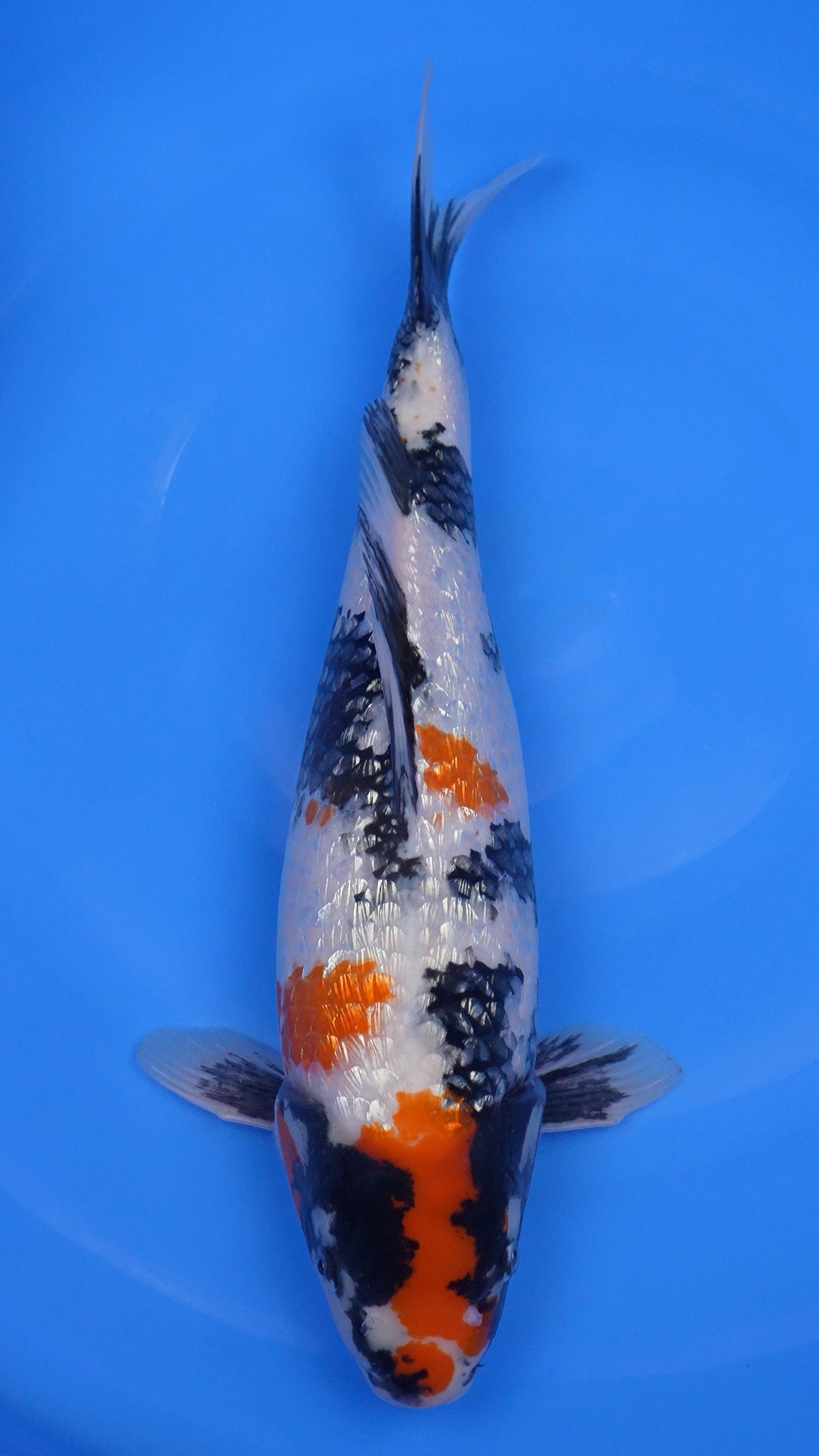 Gin Rin Showa 20 inches - 250345278