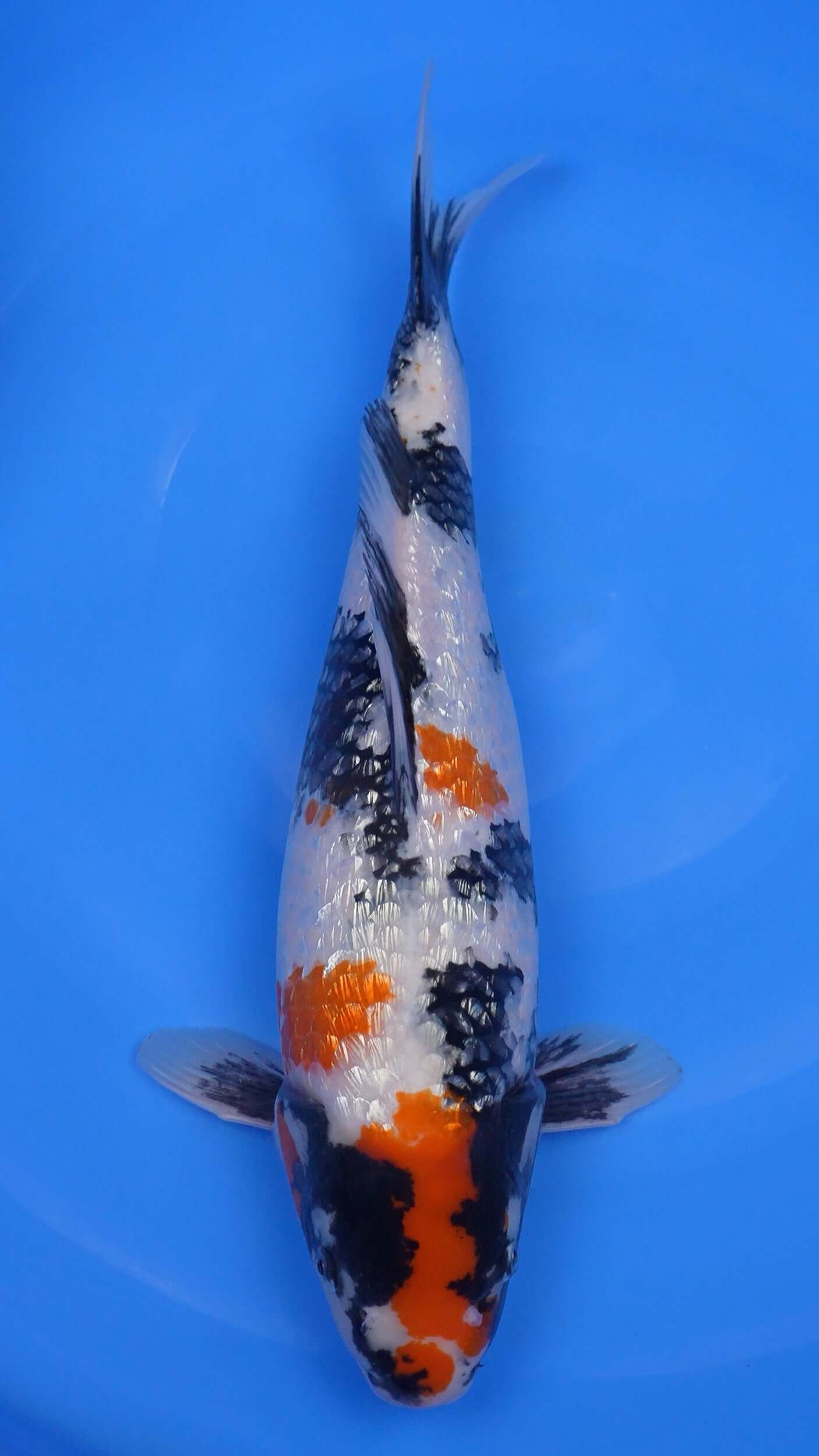 Gin Rin Showa 20 inches - 250345278