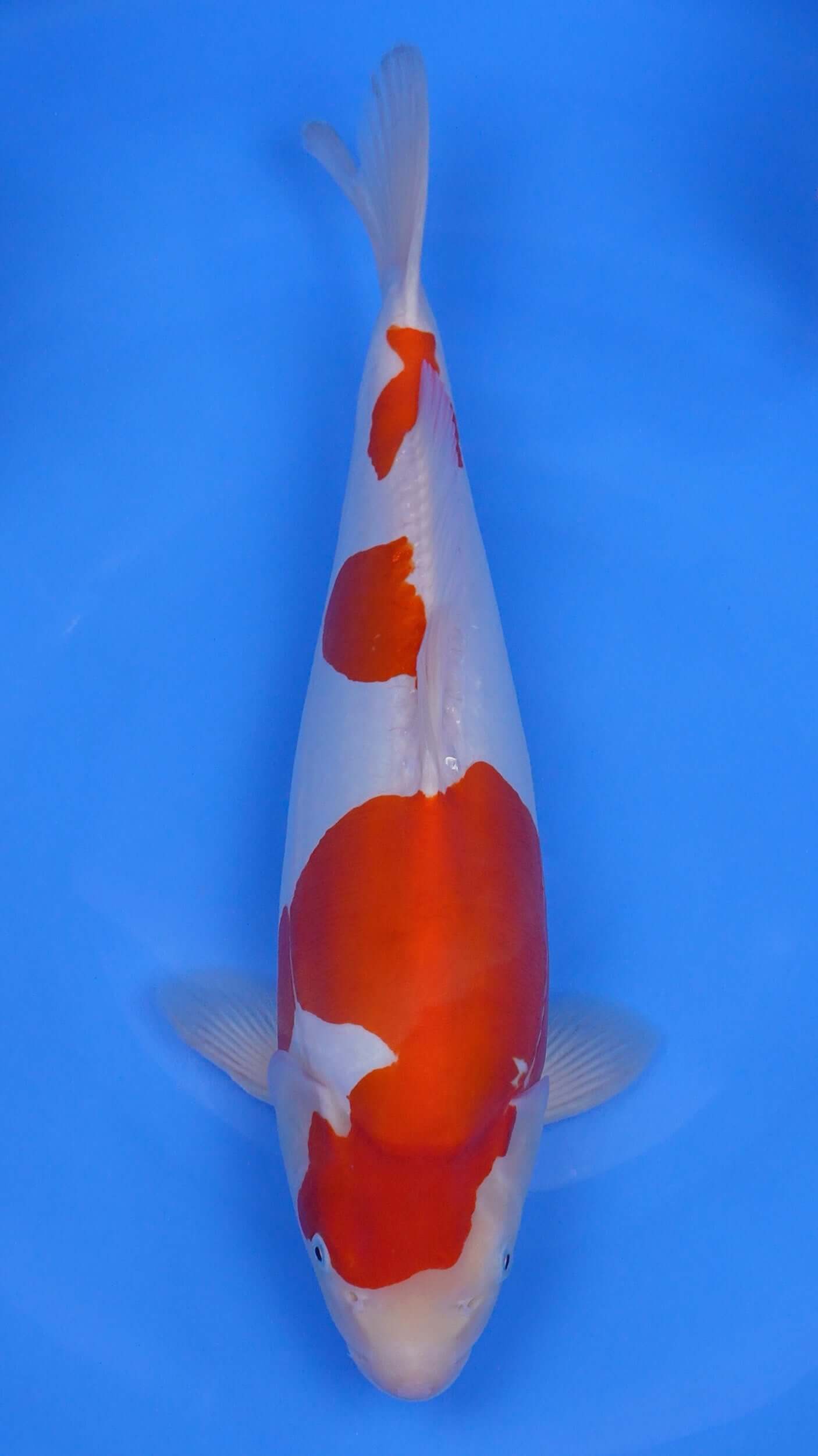 Doitsu Kohaku 18 inches - 250345281