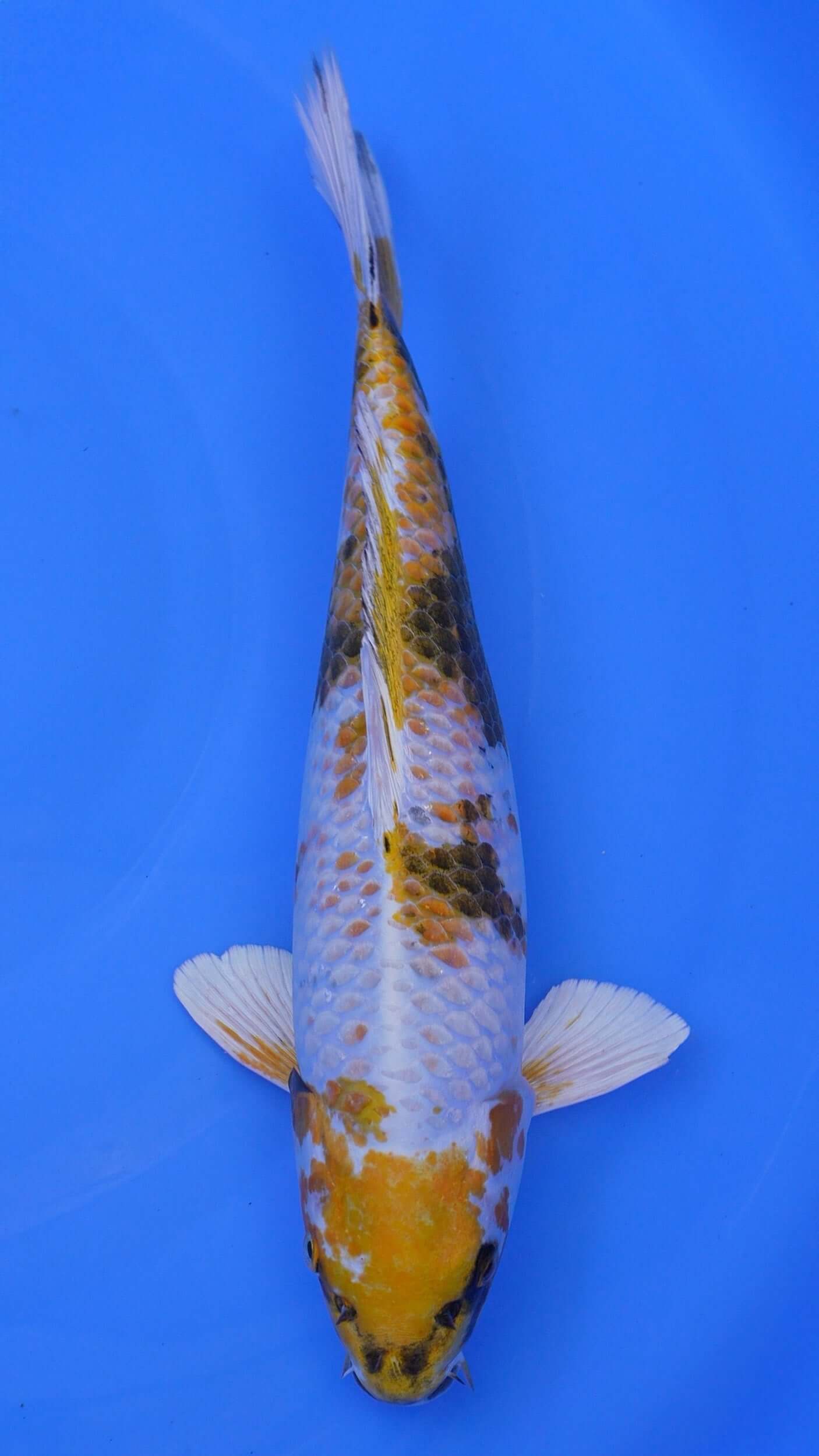 Kin Showa 16 inches - 250370079