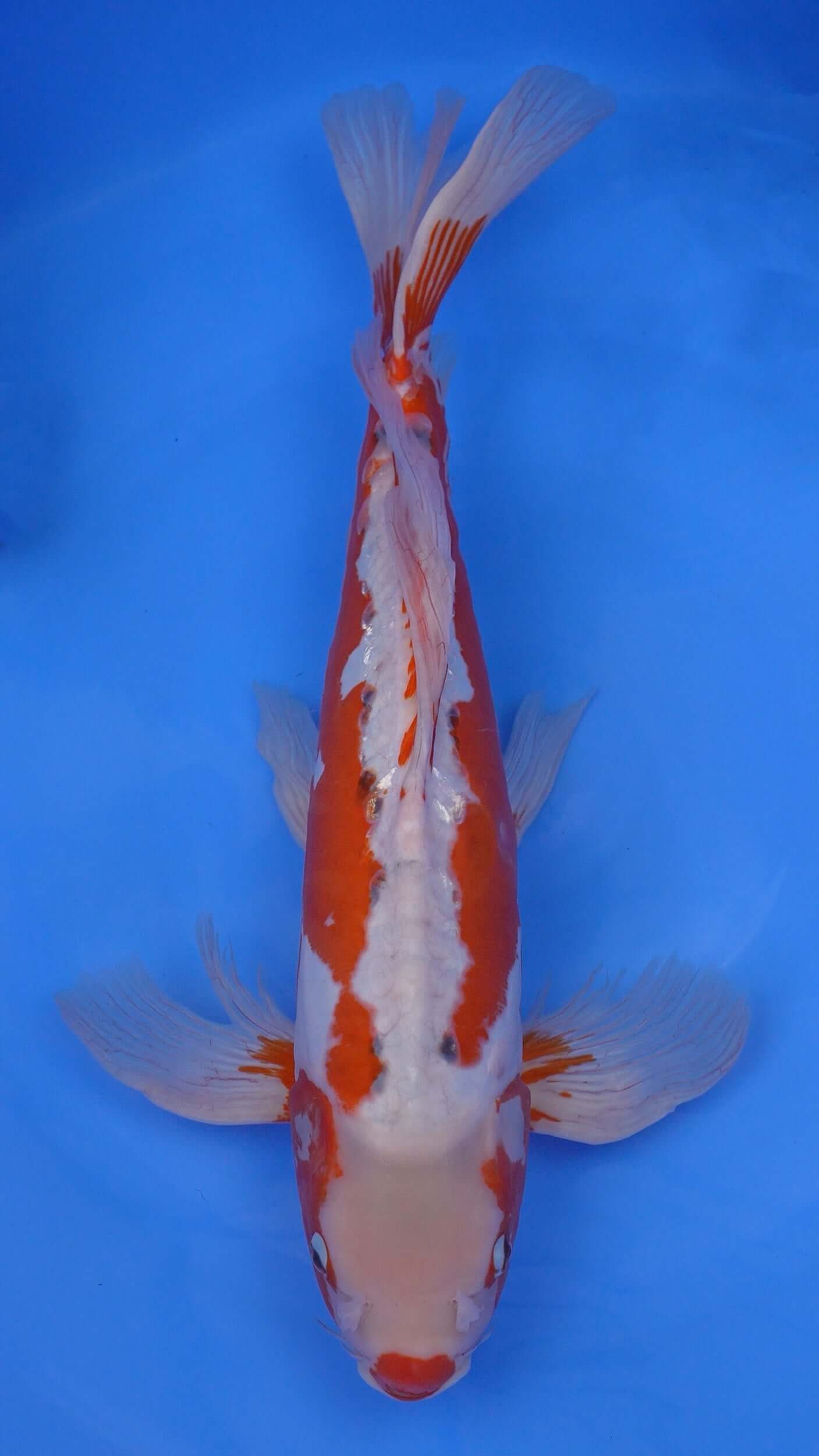 Long Fin Shusui 22 inches - 250370358
