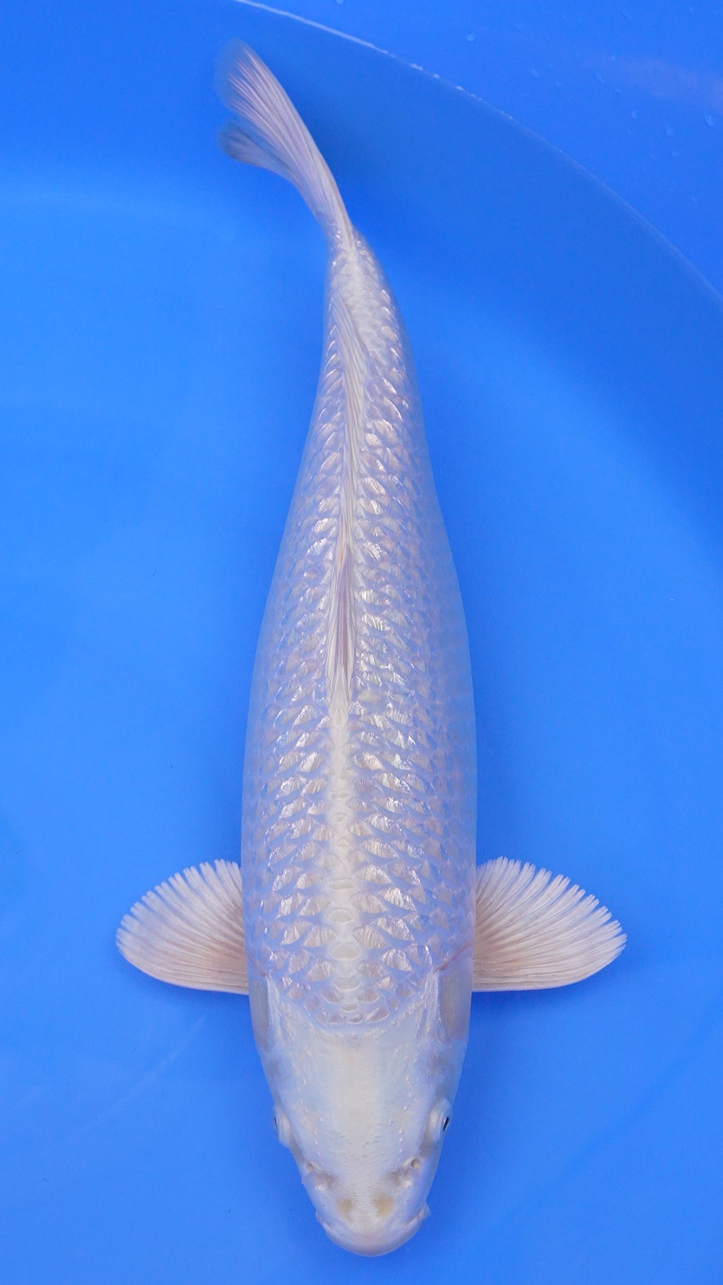 Gin Rin Platinum Ogon 22 inches - 250383221