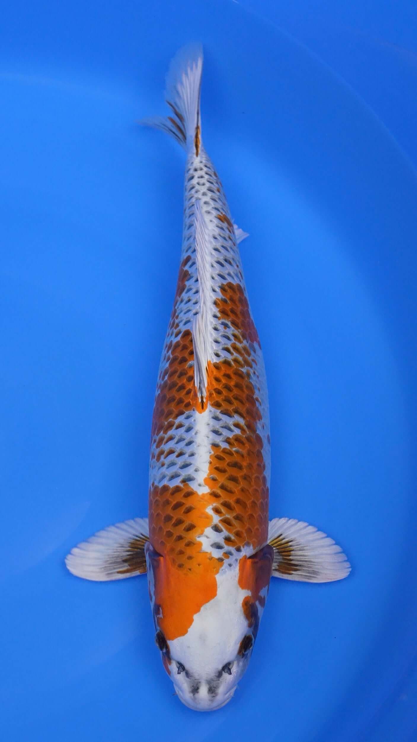 Kujaku 22 inches - 250383340