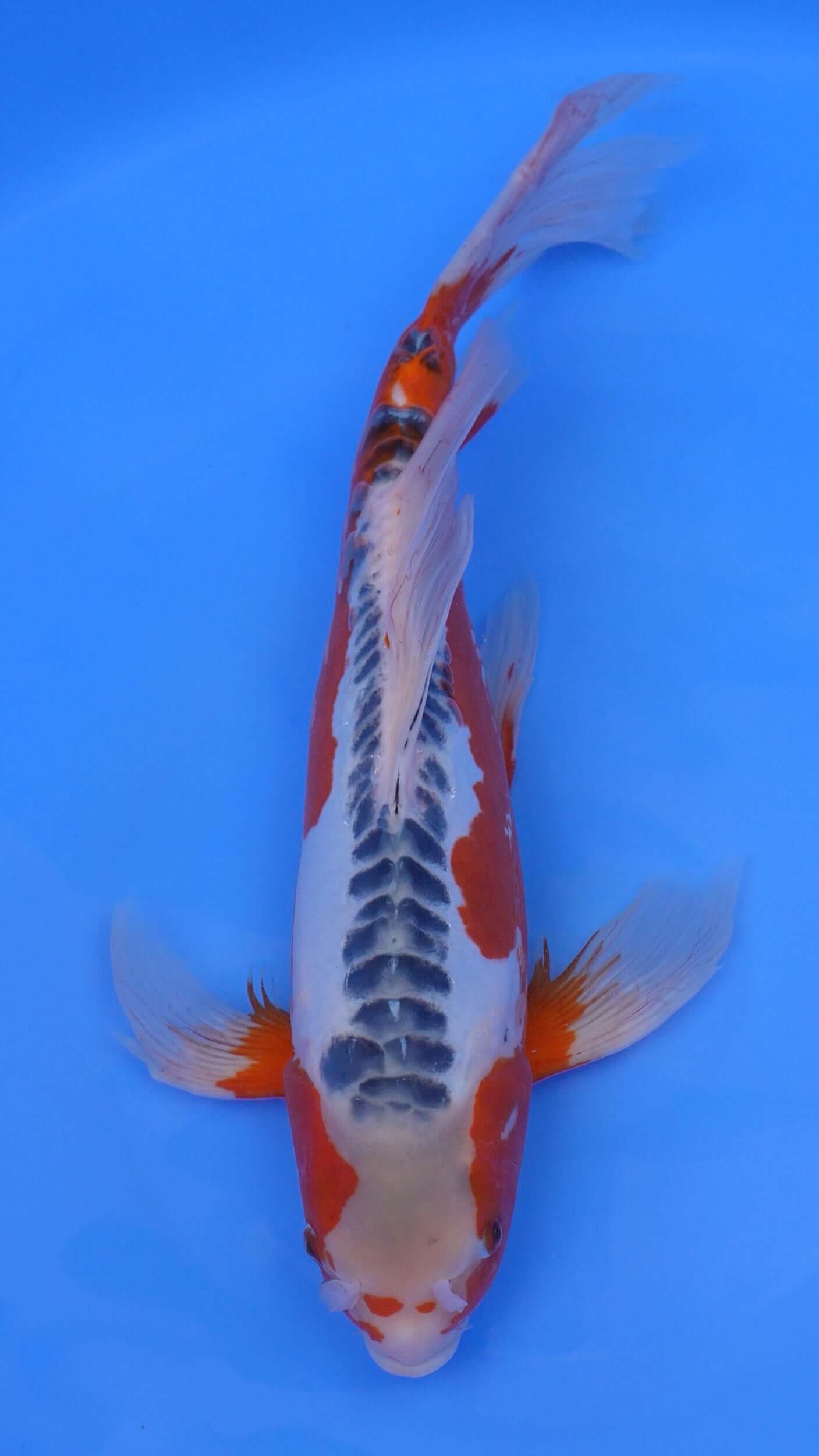 Long Fin Shusui 19 inches - 250409021