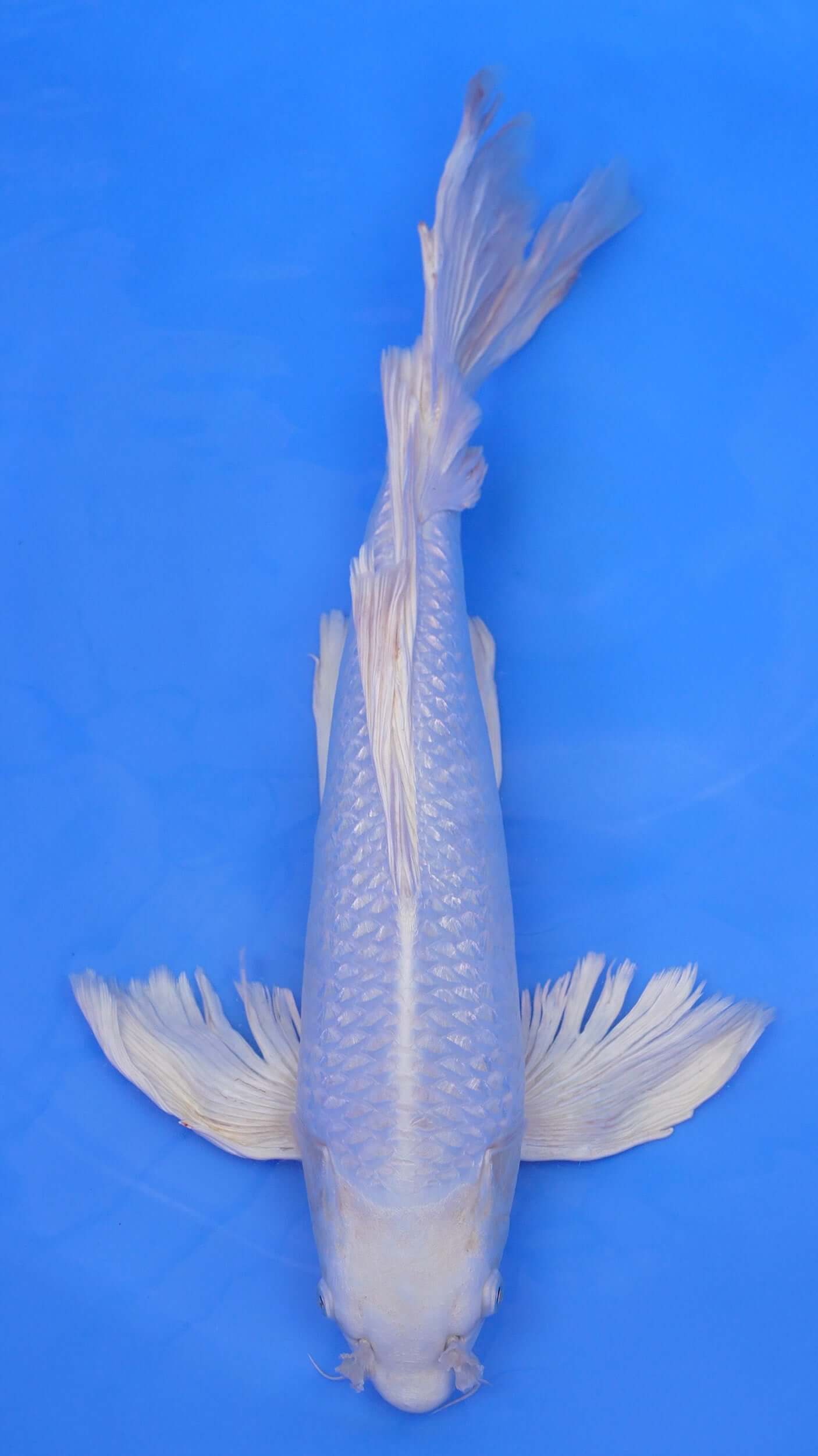 Long Fin Gin Rin Platinum Ogon 22 inches - 250498226