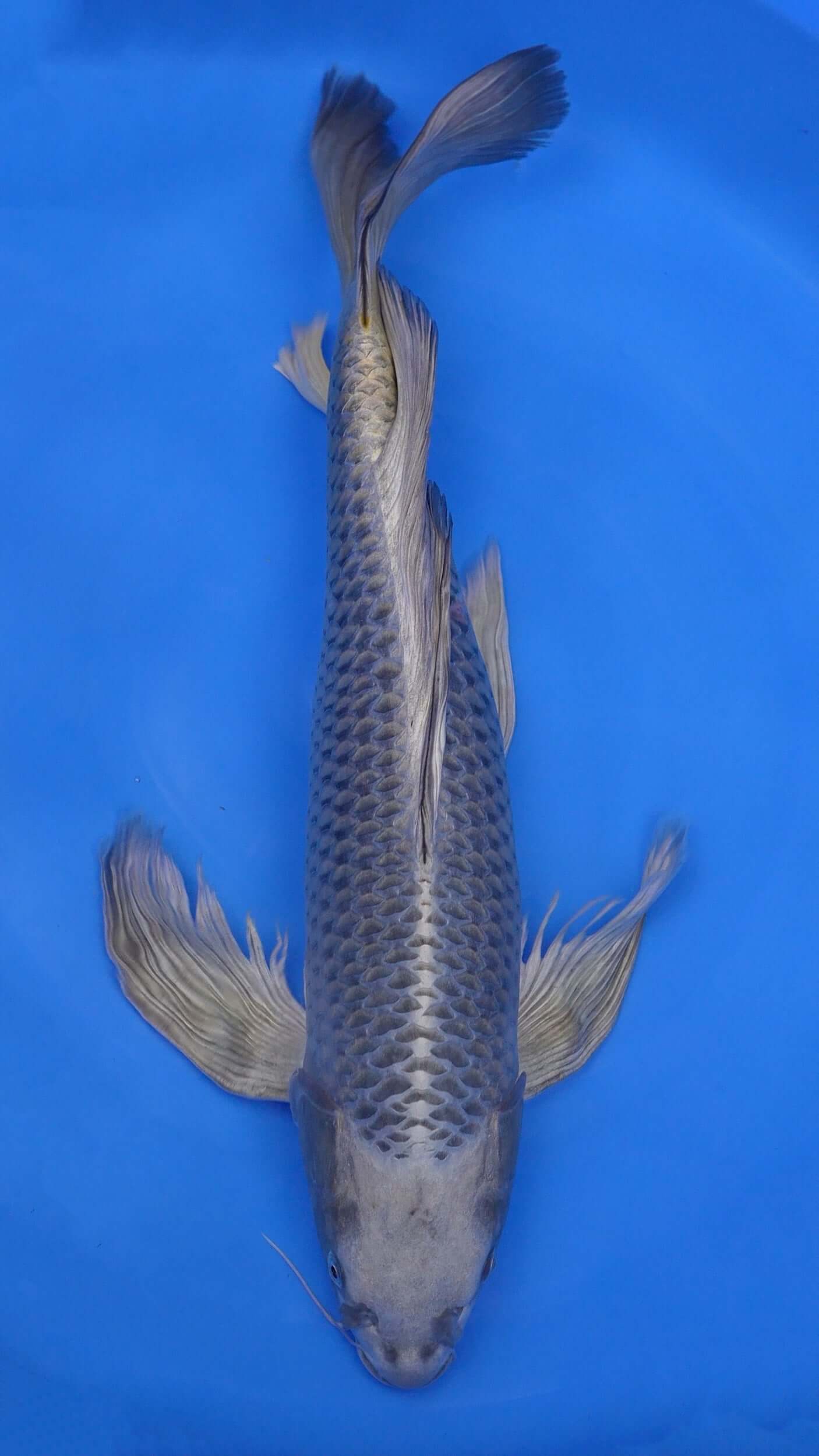 Long Fin Mukashi Ogon 28 inches - 250498229