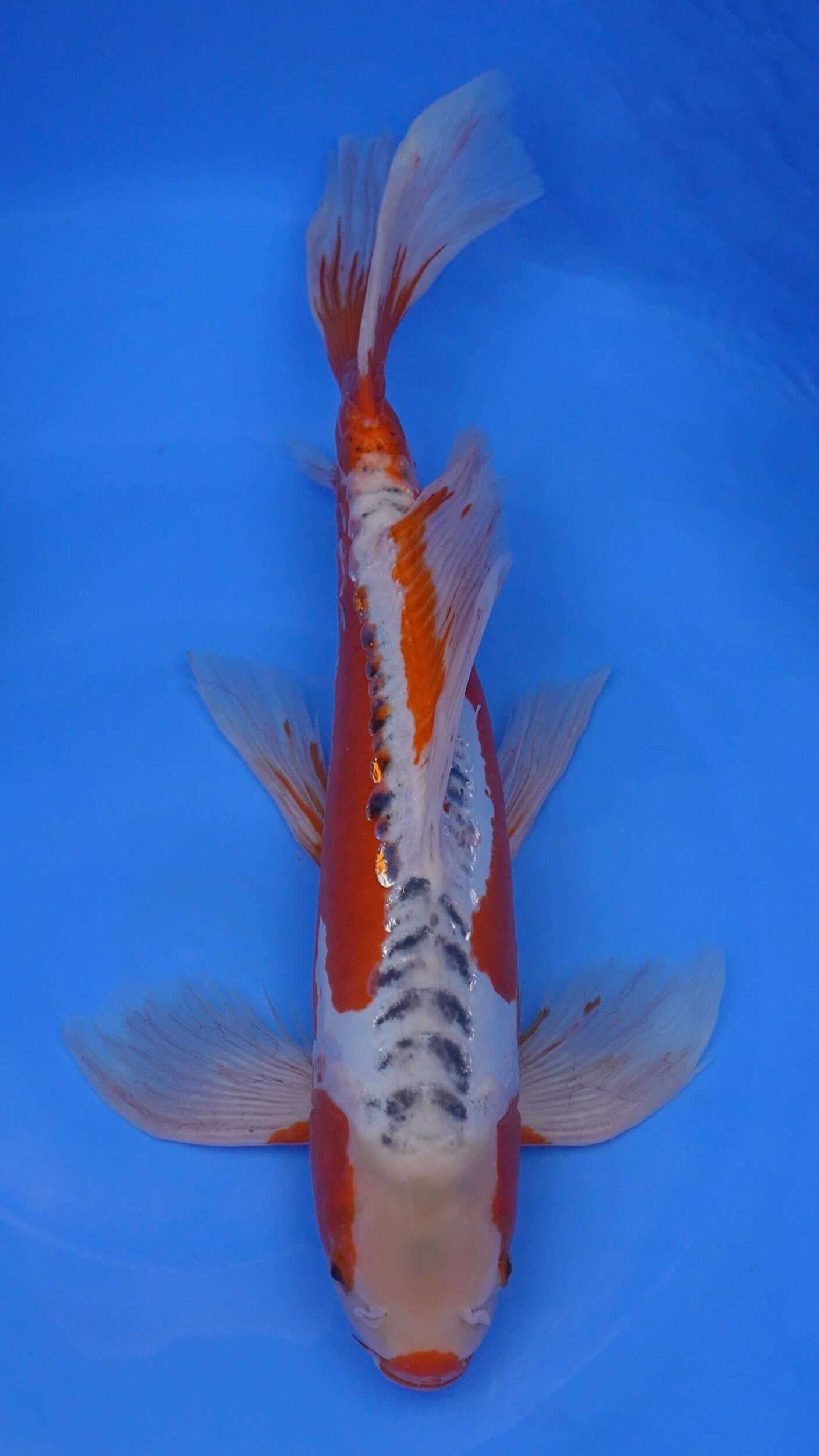 Long Fin Shusui 21 inches - 250498232
