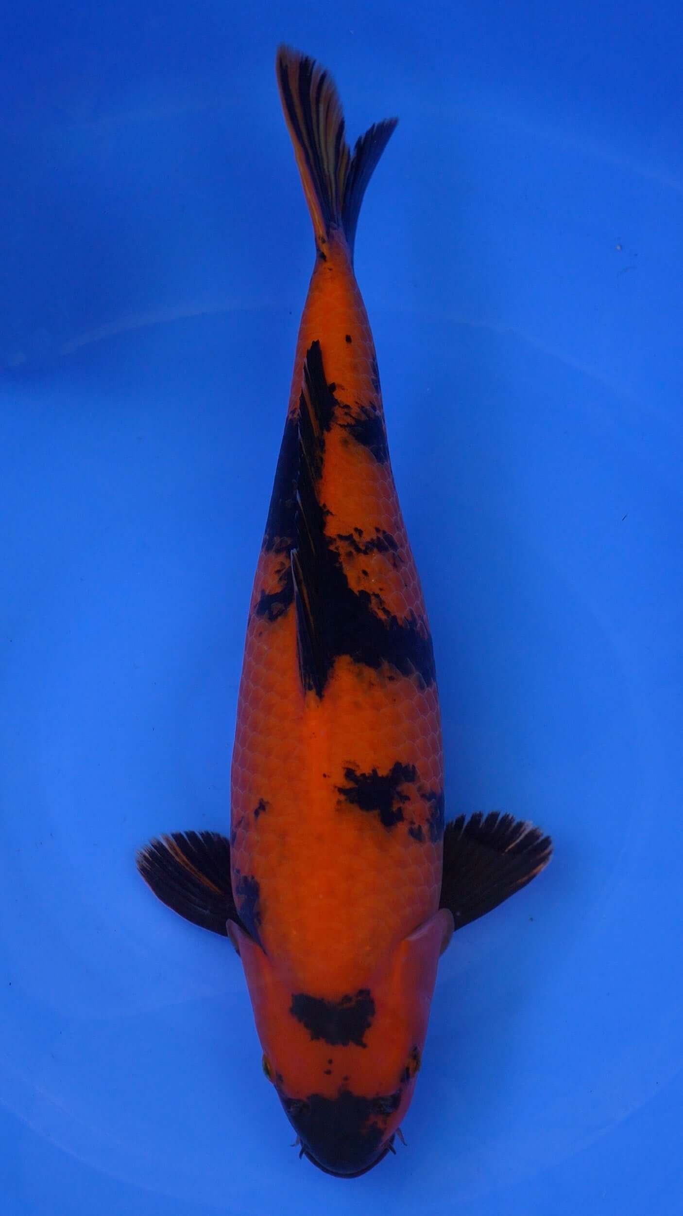 Hi Utsuri 21 inches - 250651080