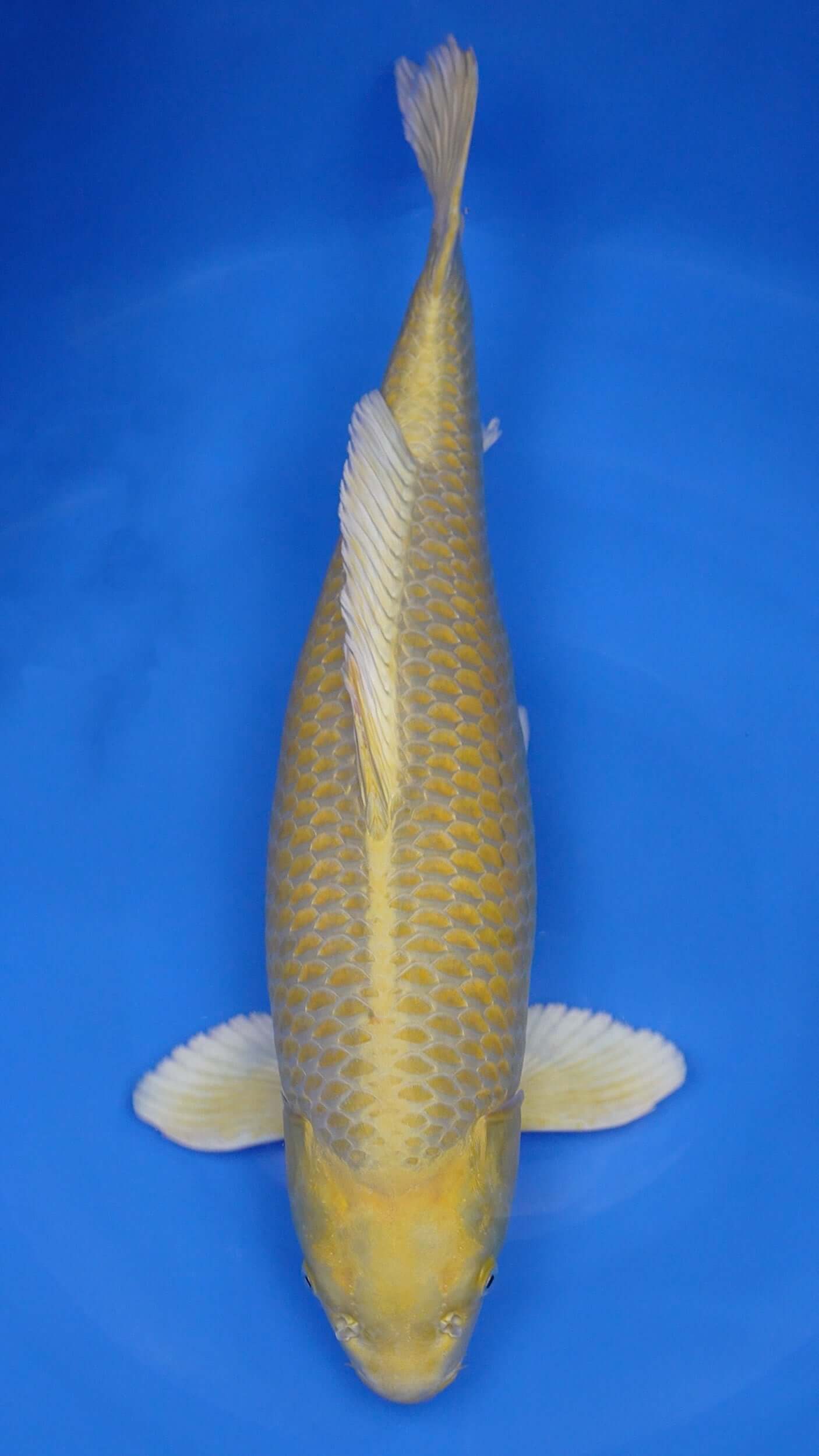 Yamabuki Ogon 23 inches - 251303179